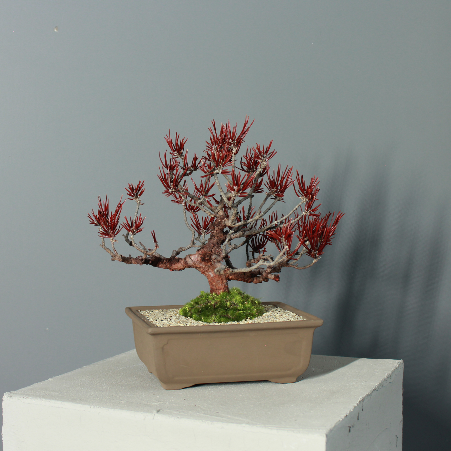 Tokocie BONSAI  黒松