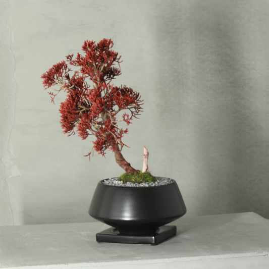 Tokocie BONSAI  真柏