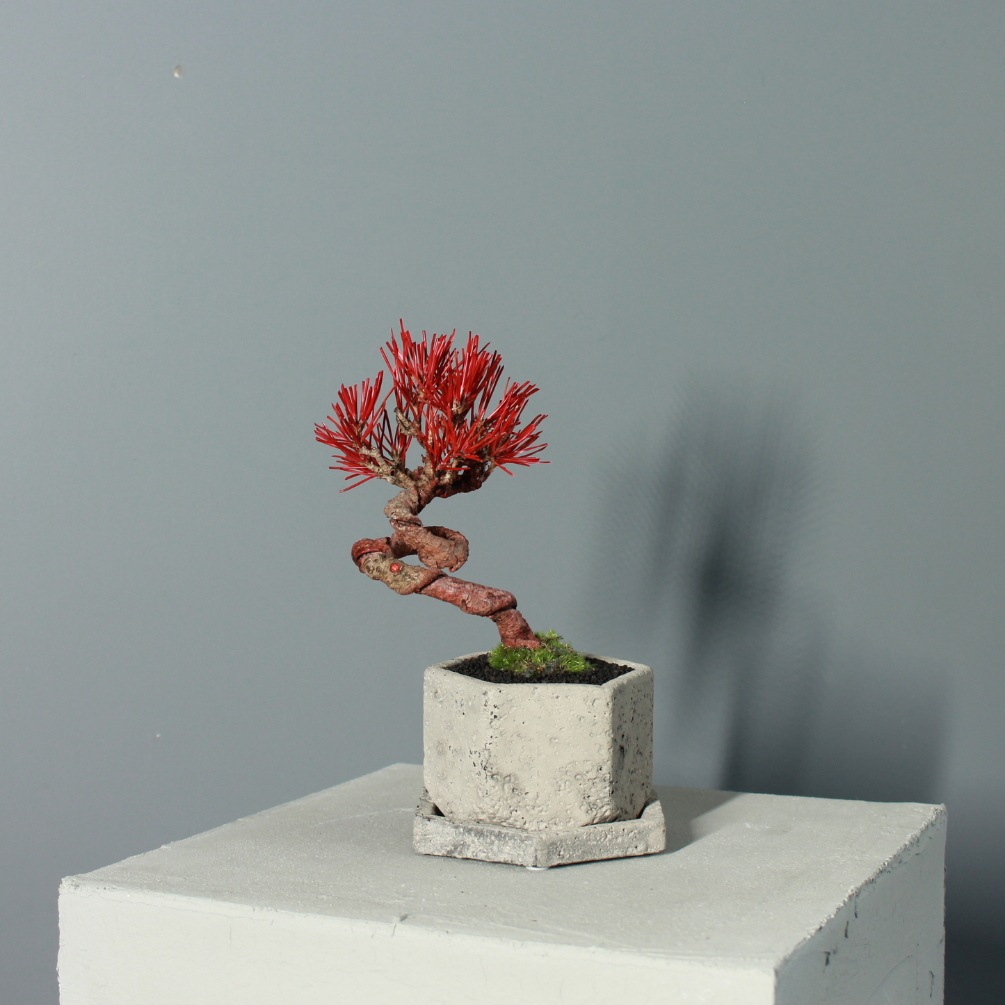 Tokocie BONSAI  黒松
