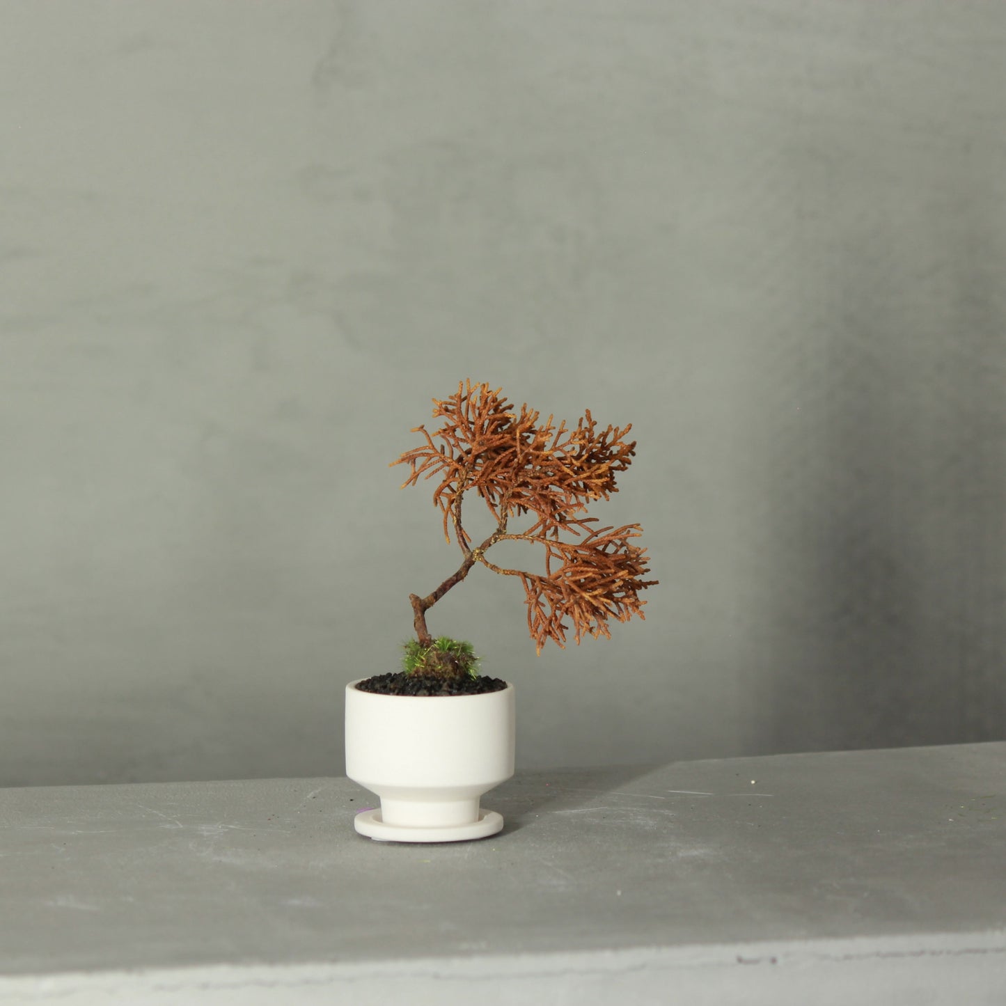 Tokocie BONSAI mini Branch 真柏