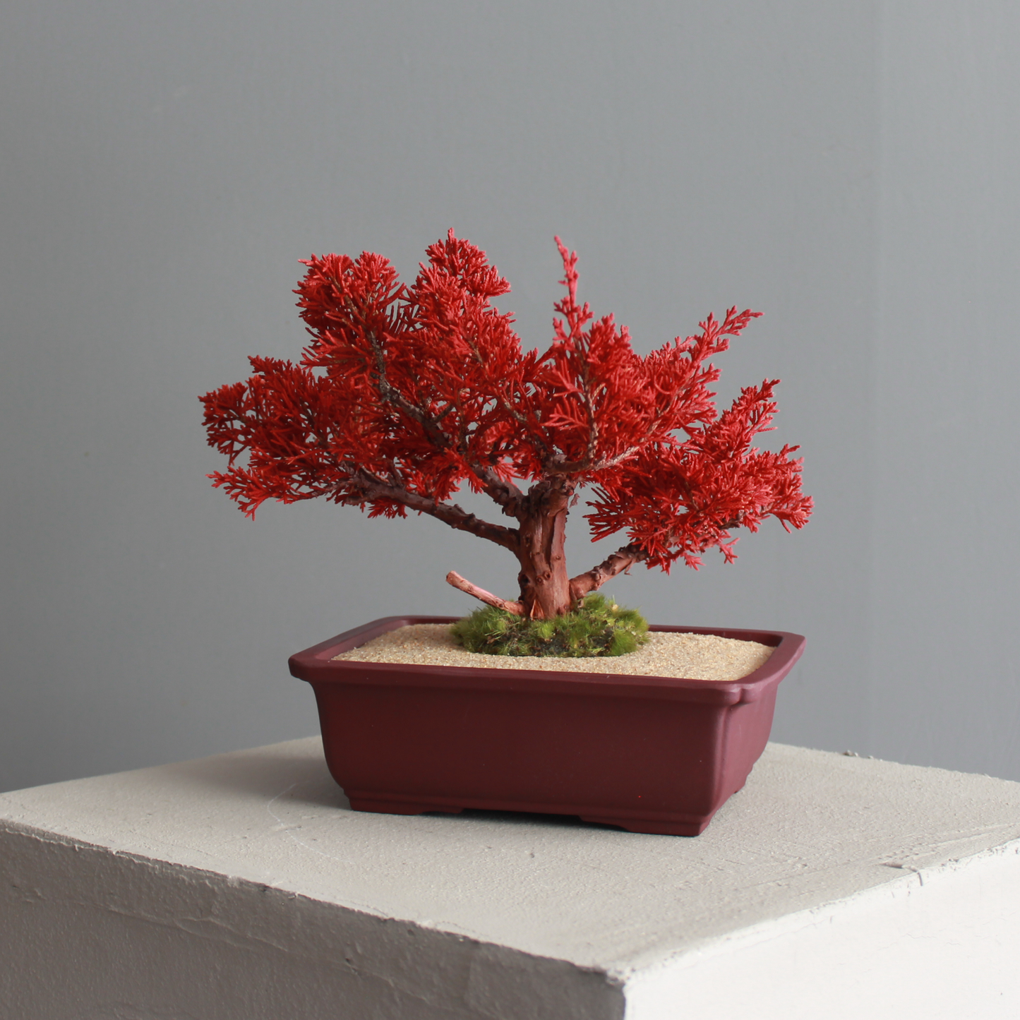 Tokocie BONSAI  真柏