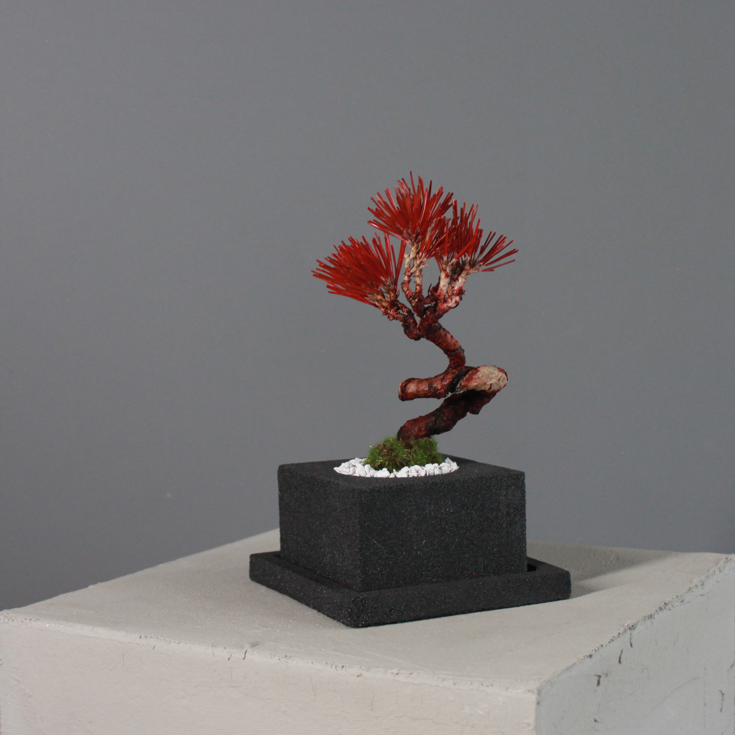 Tokocie BONSAI  黒松