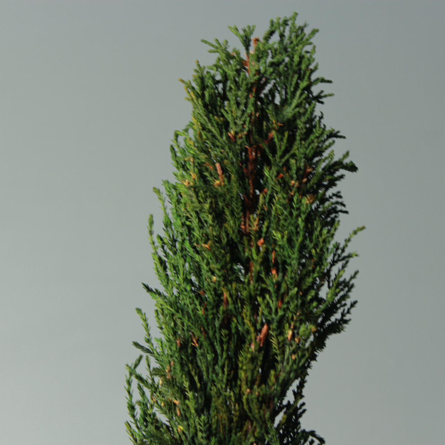 Conifer select  ゴールドクレスト トルネード グリーン