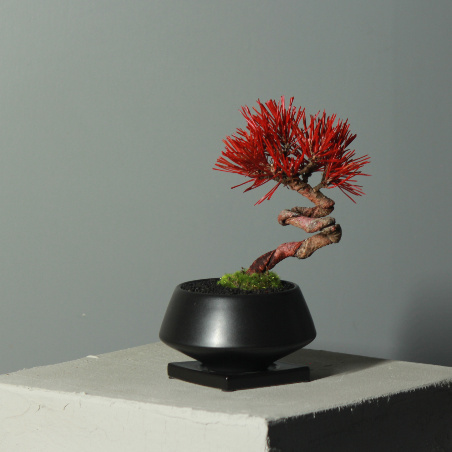 Tokocie BONSAI  黒松