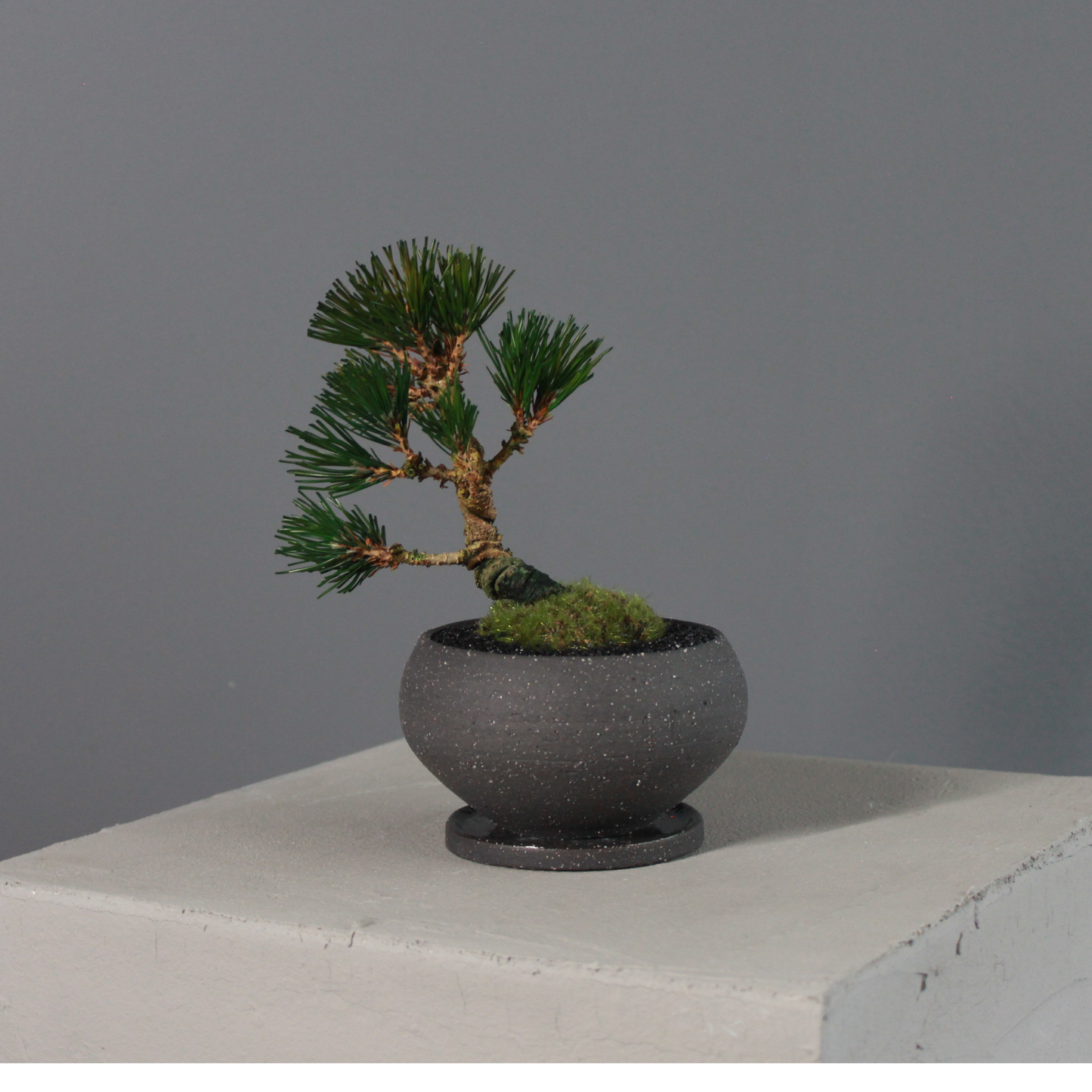 Tokocie BONSAI  黒松