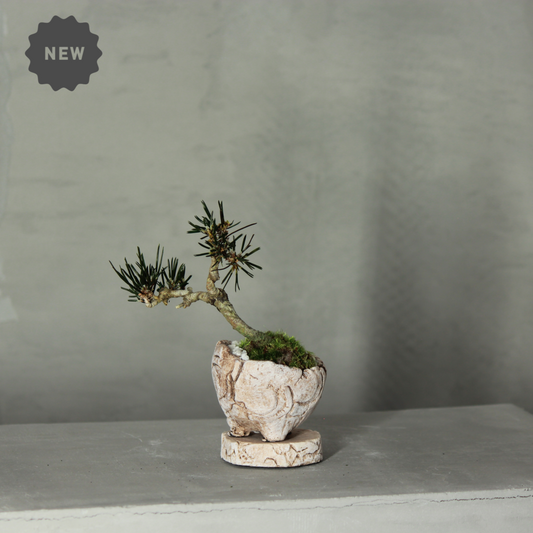 Tokocie BONSAI mini 黒松