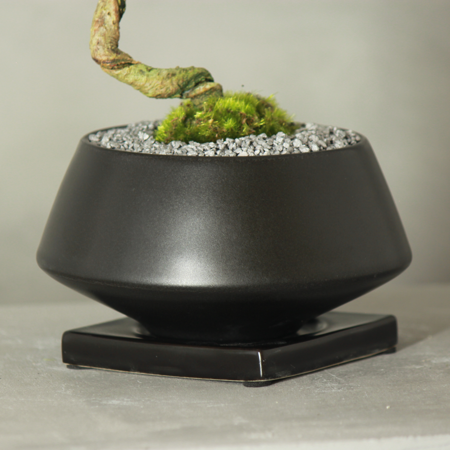 Tokocie BONSAI  黒松