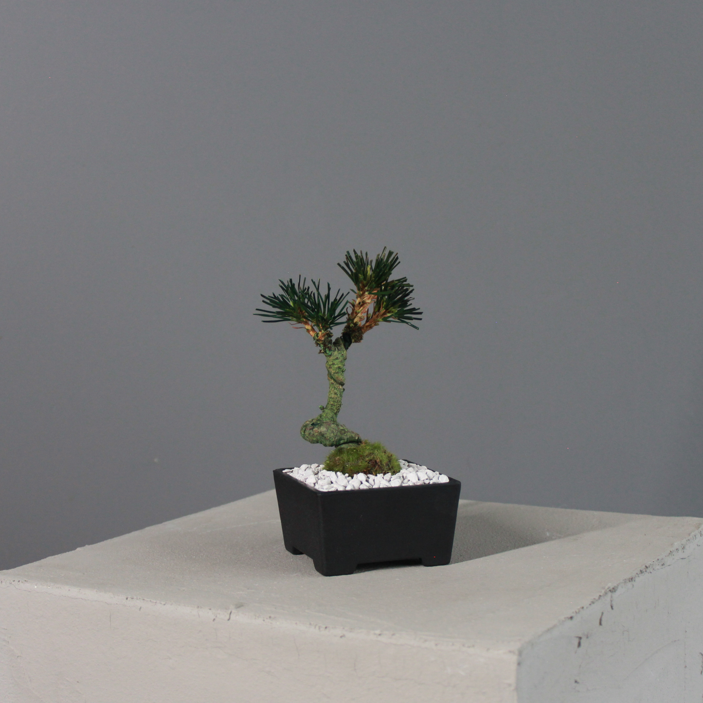 Tokocie BONSAI  黒松