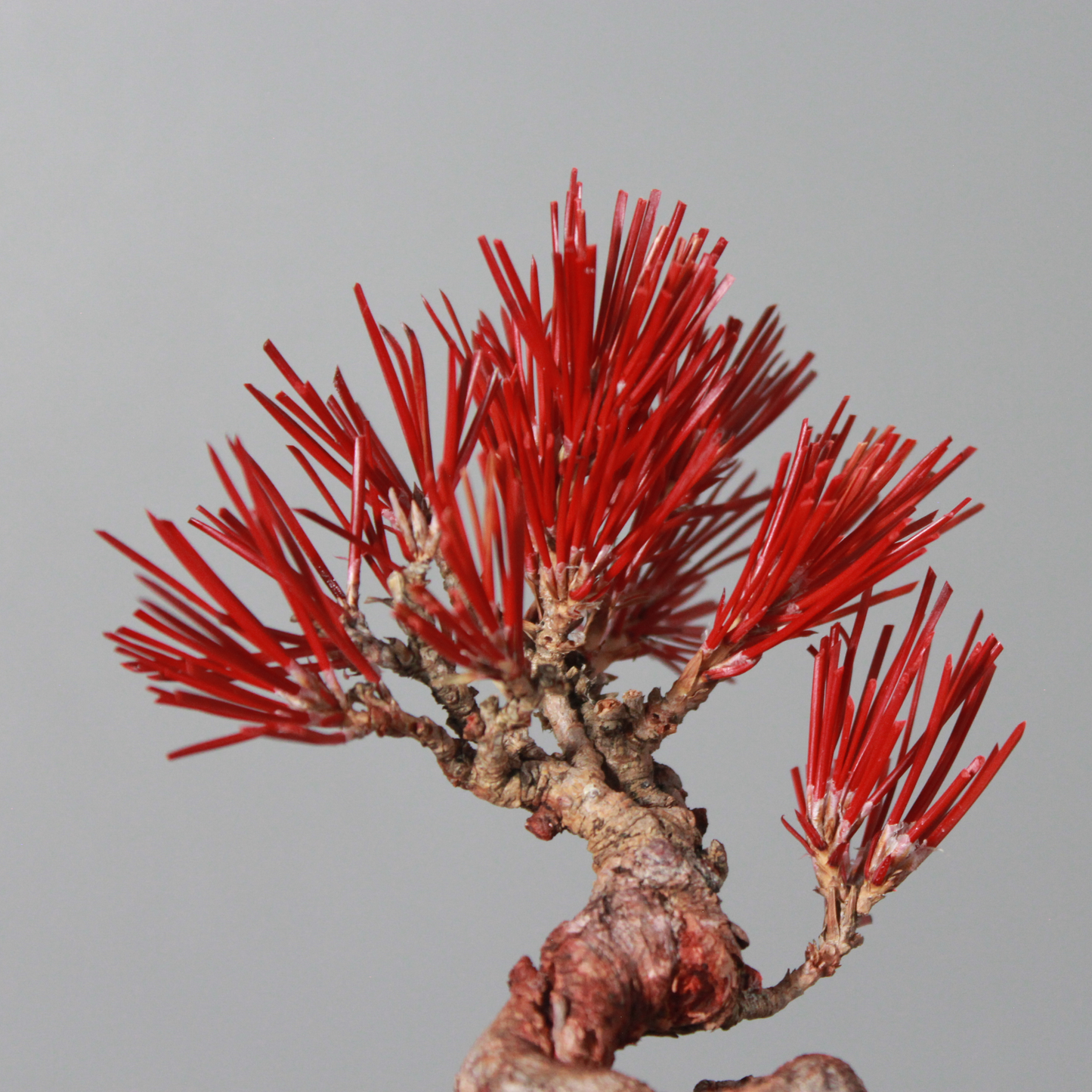 Tokocie BONSAI  黒松