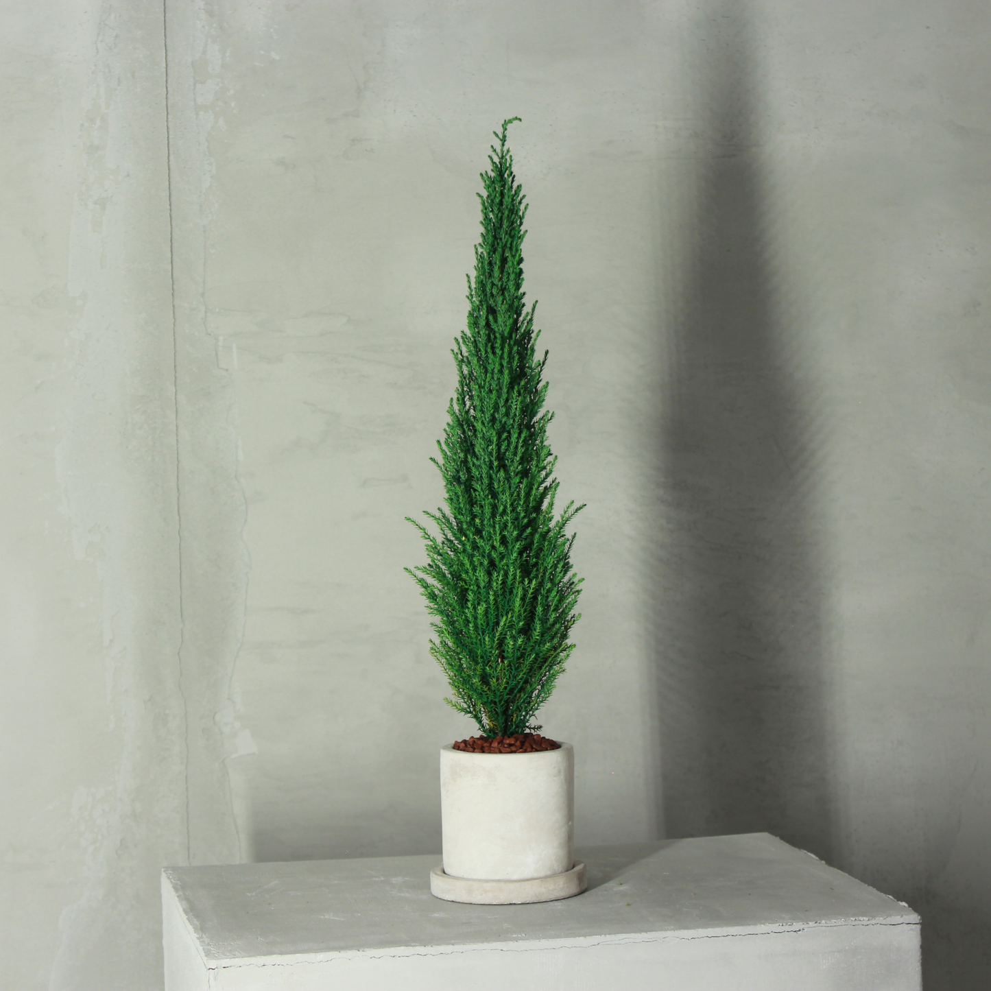 Desk tree ゴールドクレストM 丸鉢