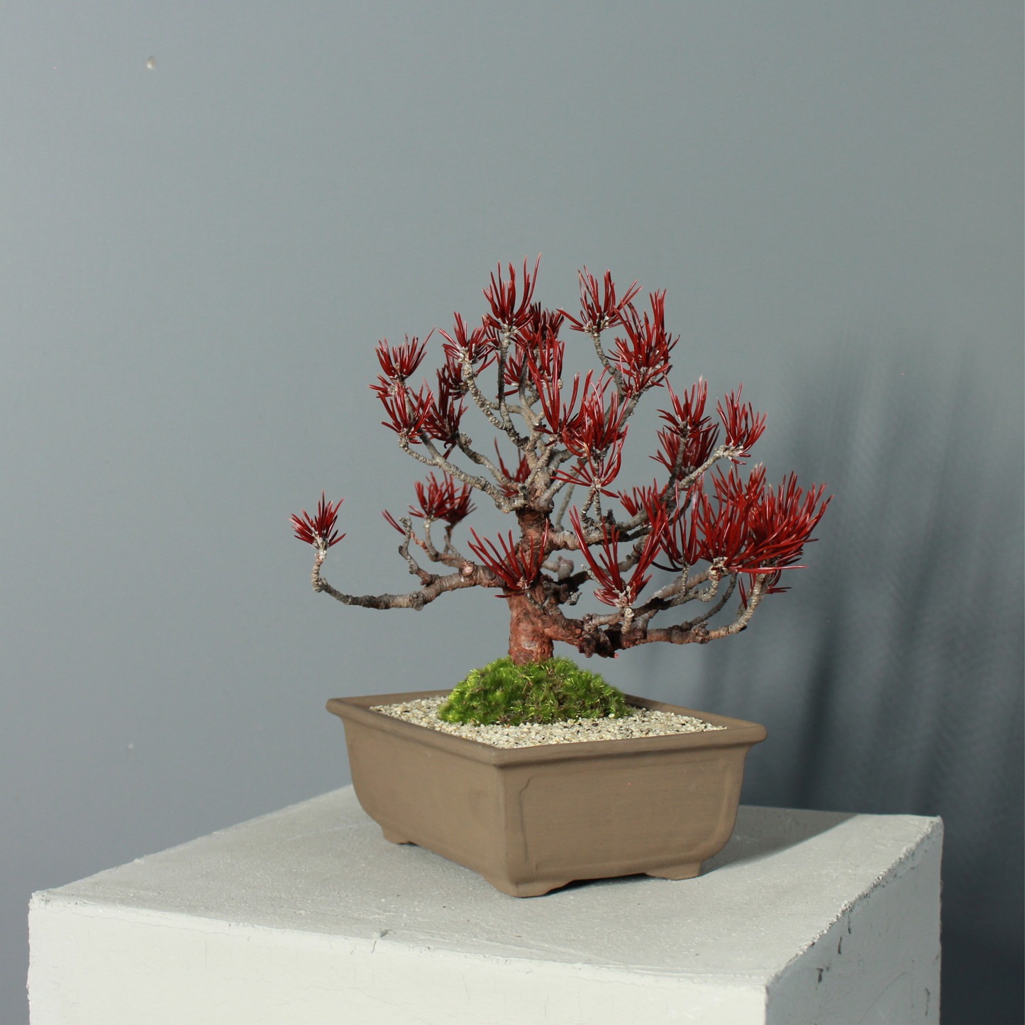 Tokocie BONSAI  黒松