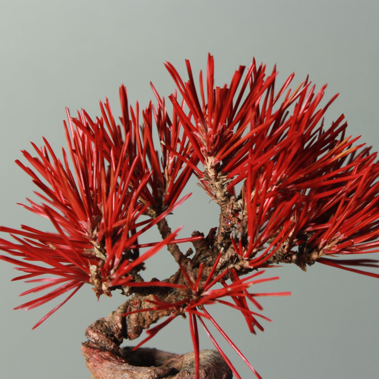 Tokocie BONSAI  黒松