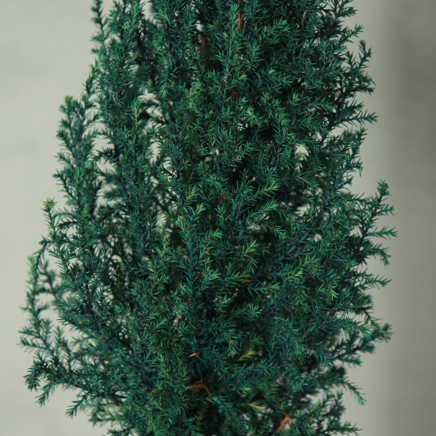 Conifer select ゴールドクレスト ブルー