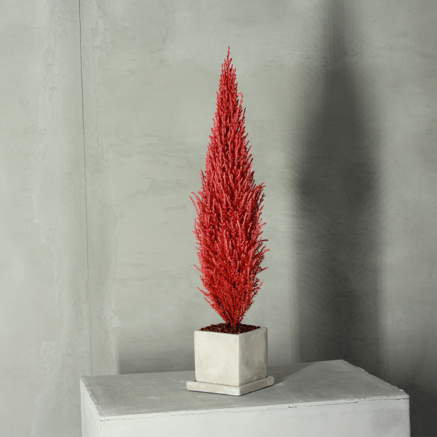 Desk tree ゴールドクレストM スクエア鉢