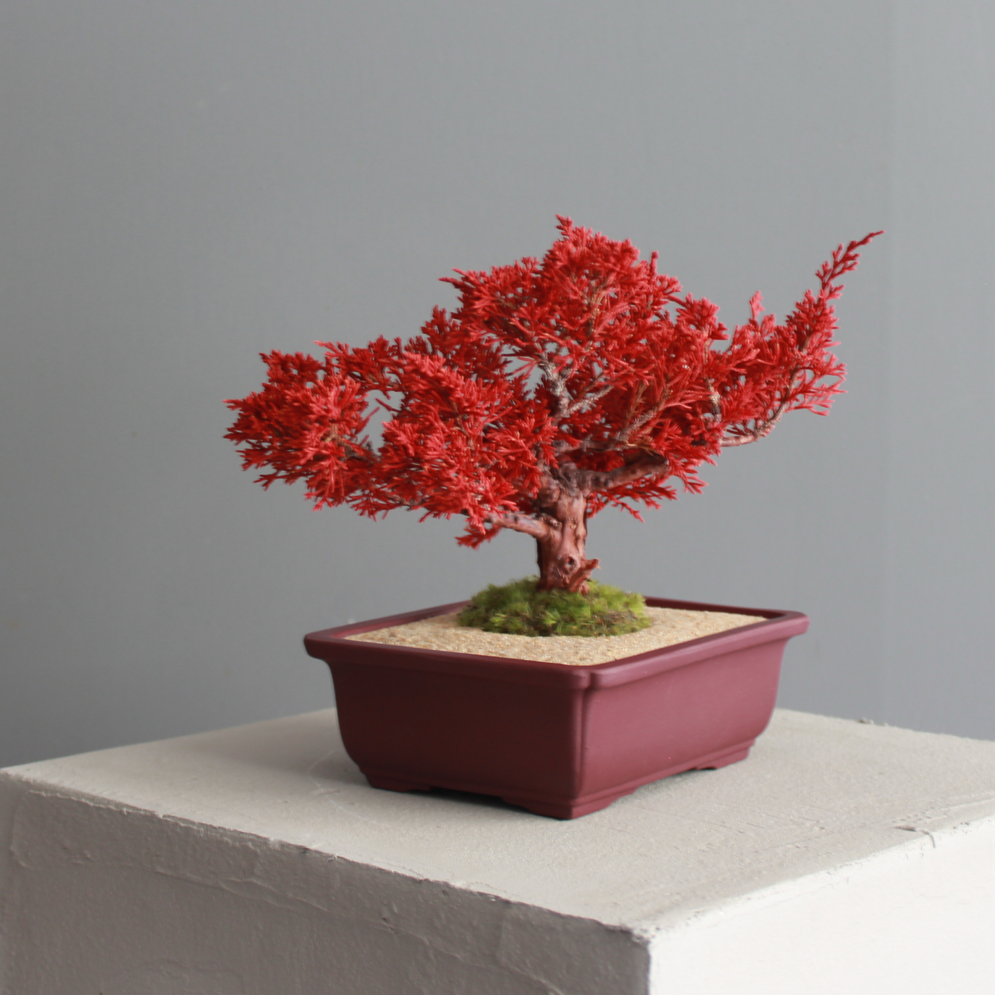 Tokocie BONSAI  真柏