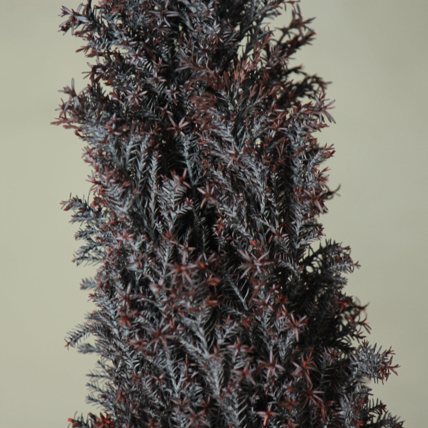 Conifer select シルバースター バイオレット