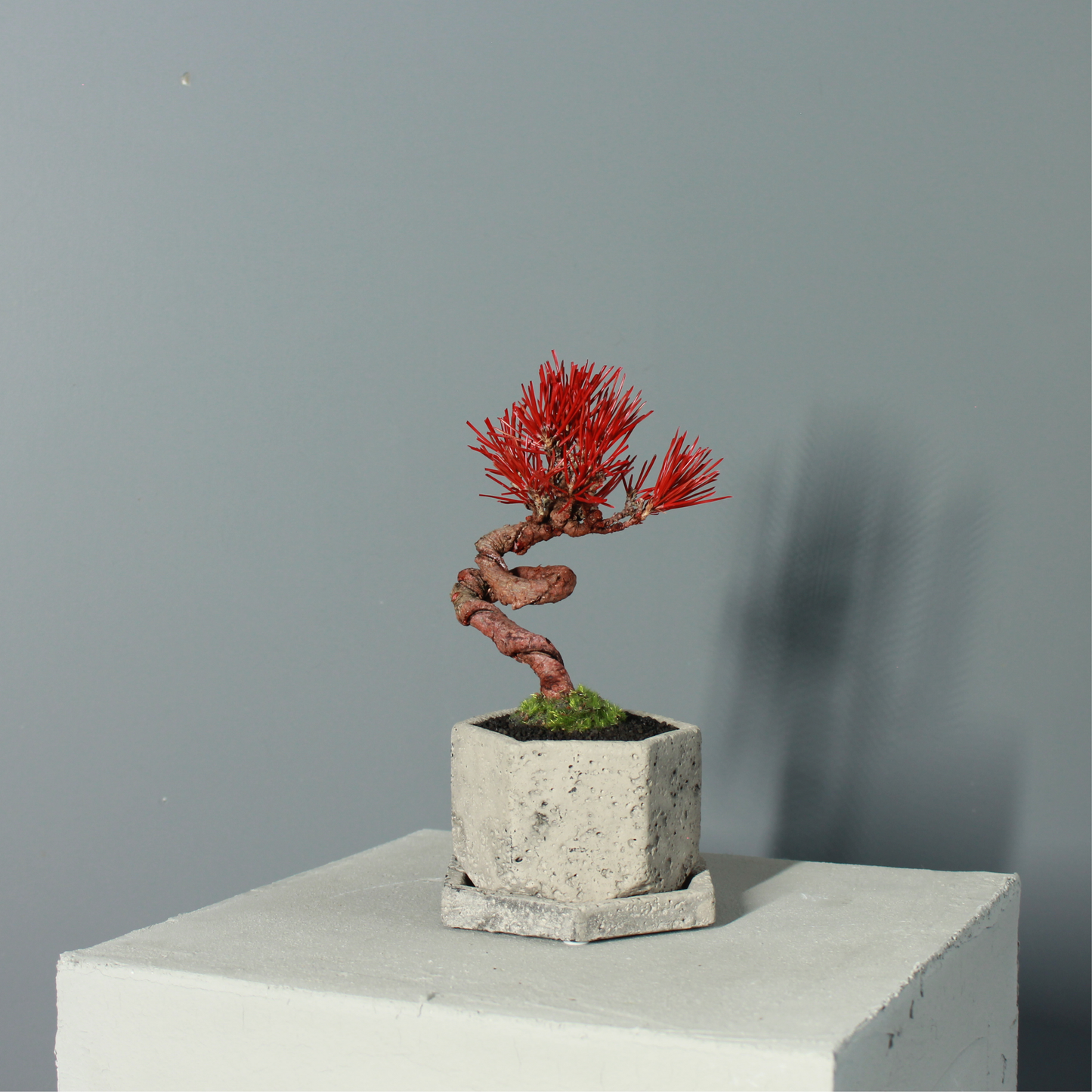 Tokocie BONSAI  黒松
