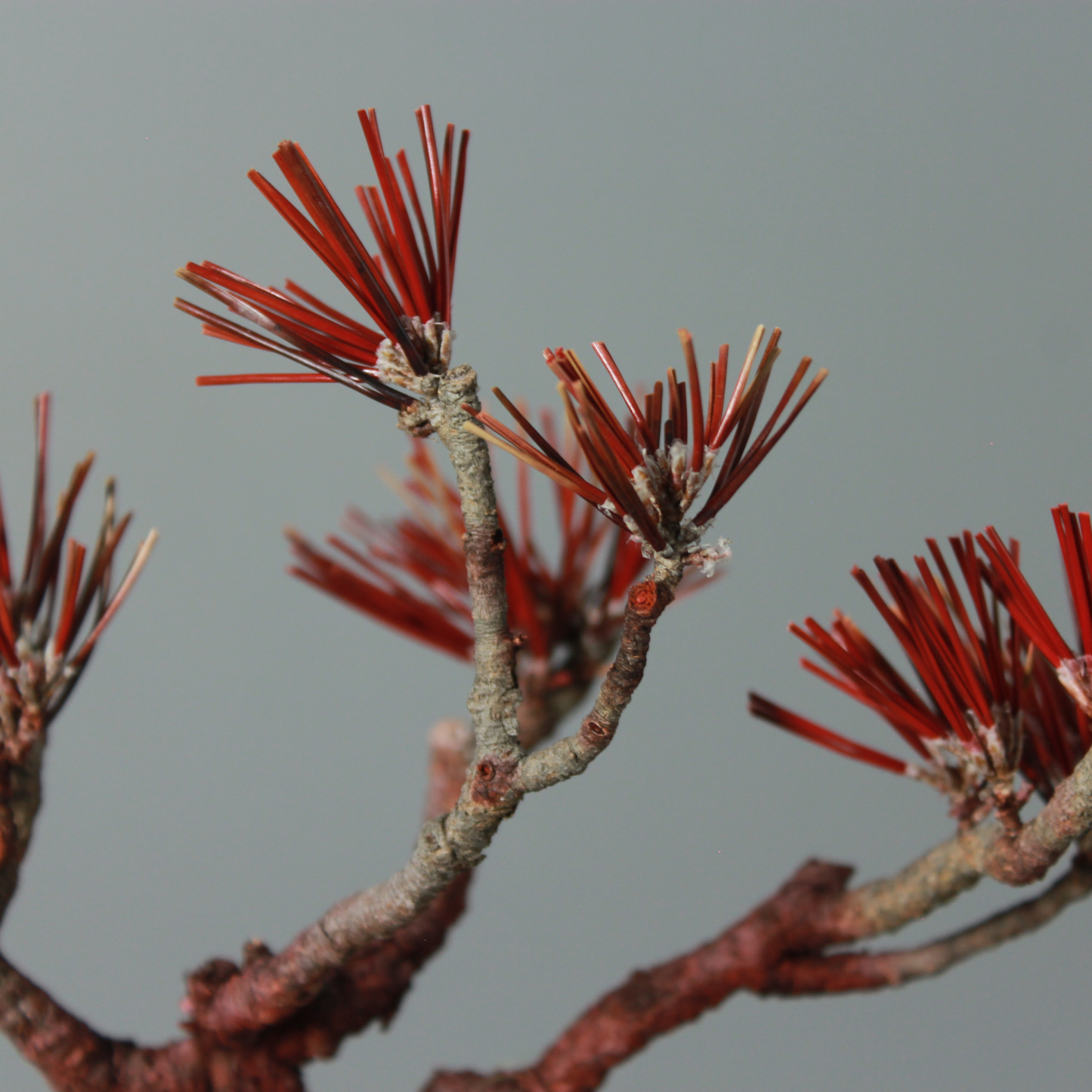 Tokocie BONSAI  黒松