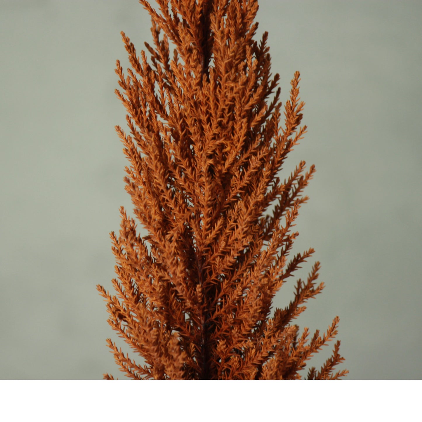 Desk tree ゴールドクレストS イエロー（現品）