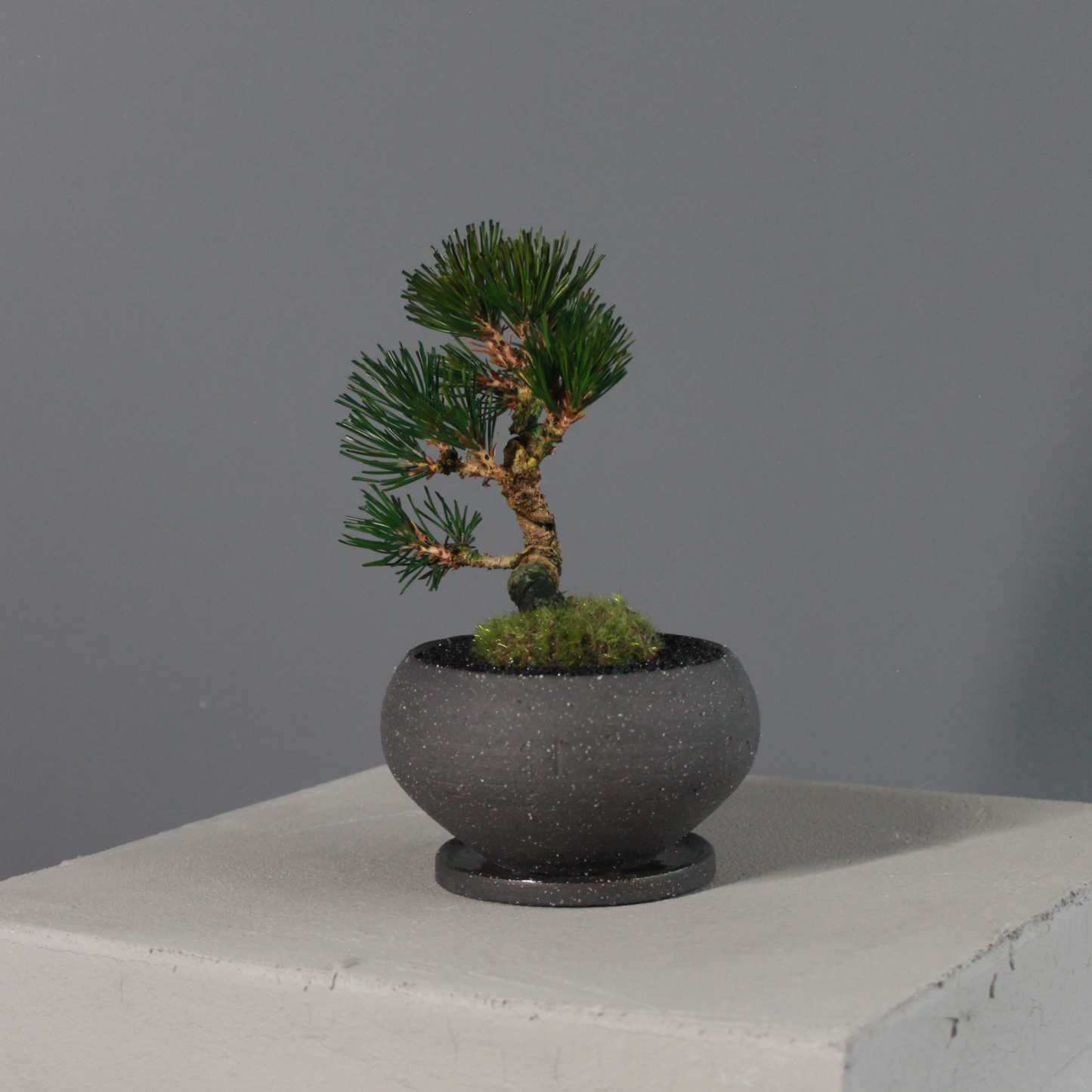 Tokocie BONSAI  黒松