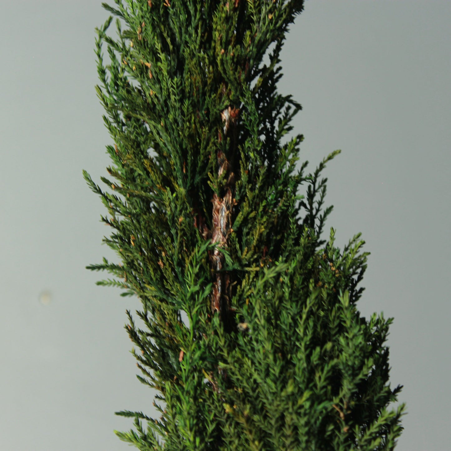 Conifer select  ゴールドクレスト トルネード グリーン