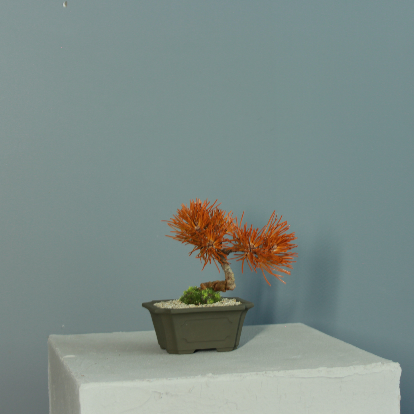 Tokocie BONSAI  黒松