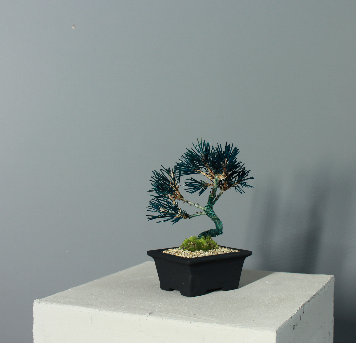 Tokocie BONSAI  黒松