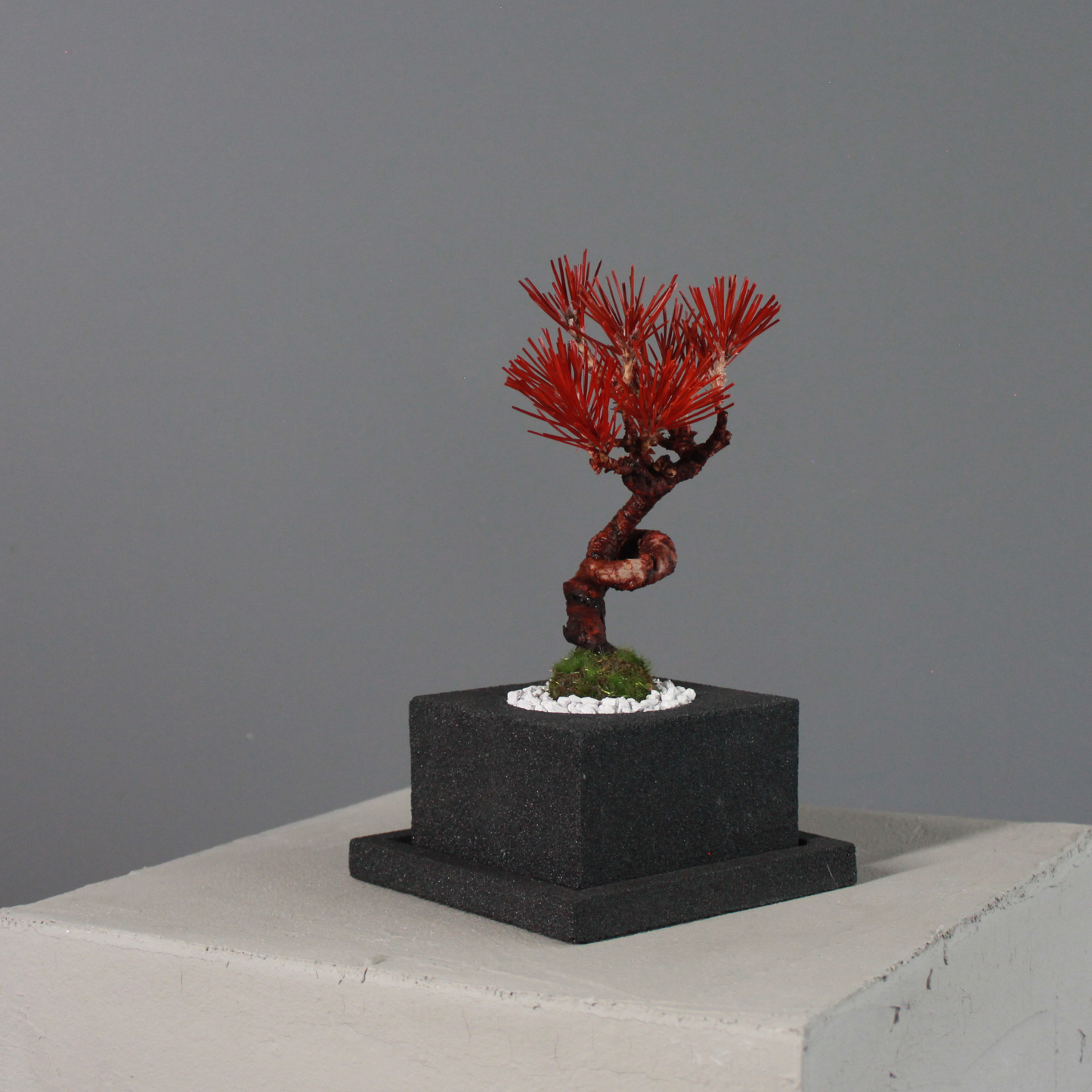 Tokocie BONSAI  黒松