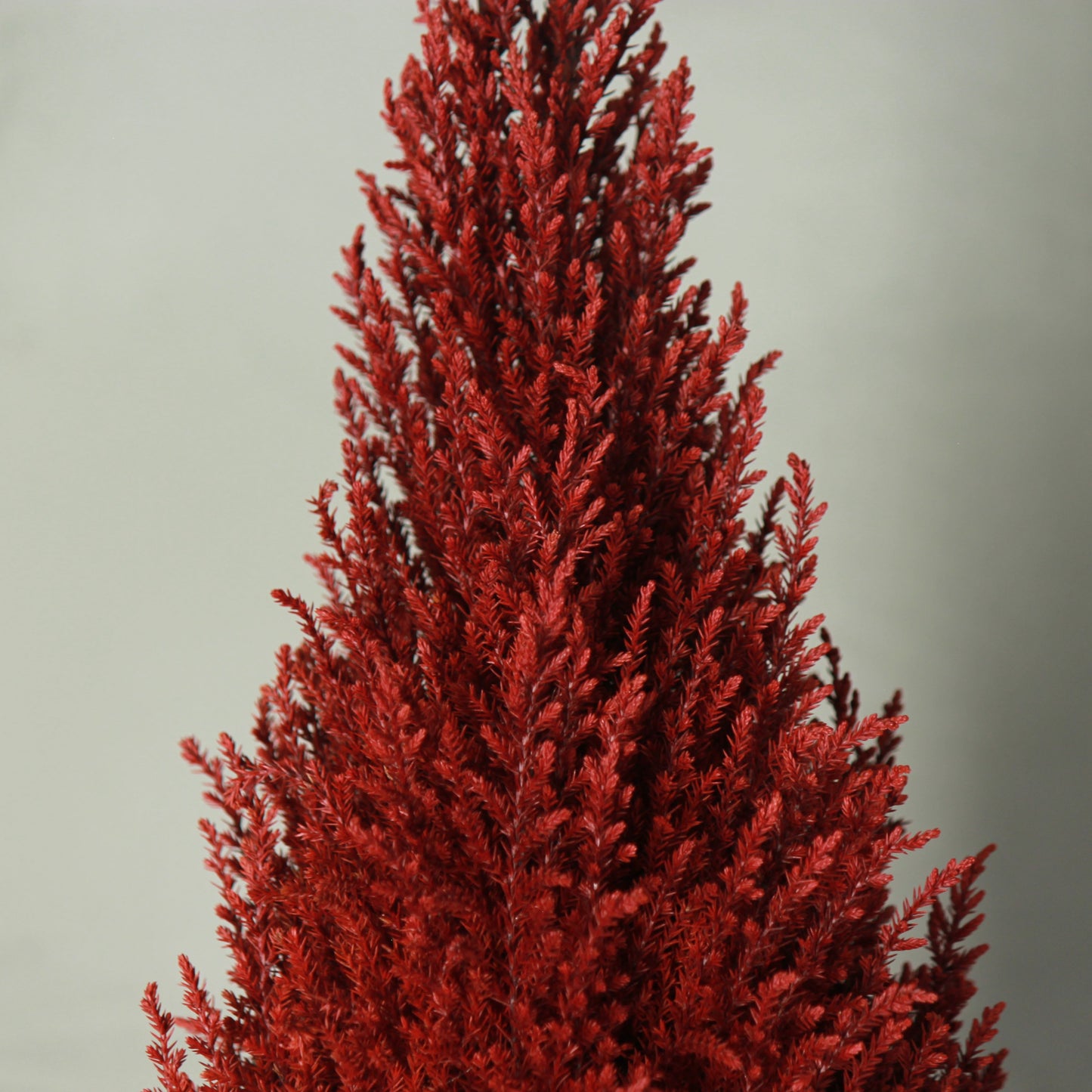 Conifer select ゴールドクレスト レッド