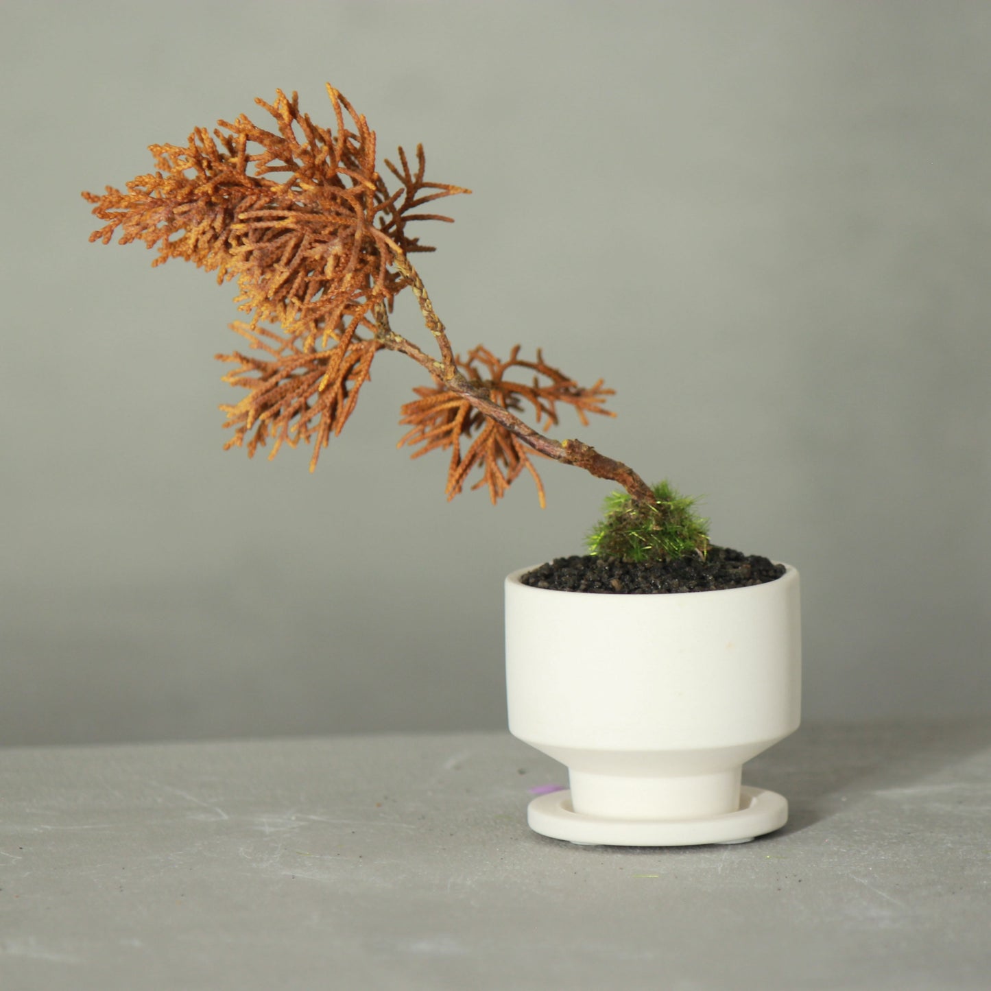 Tokocie BONSAI mini Branch 真柏