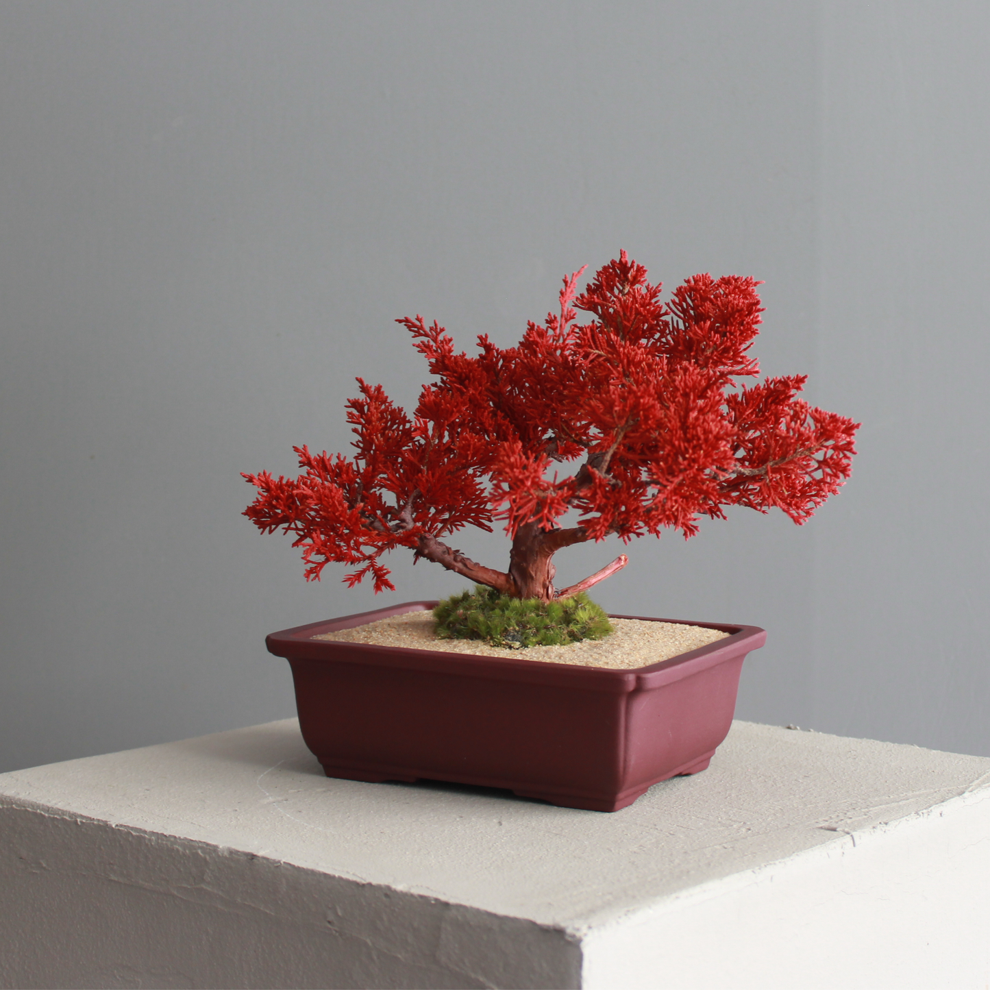 Tokocie BONSAI  真柏