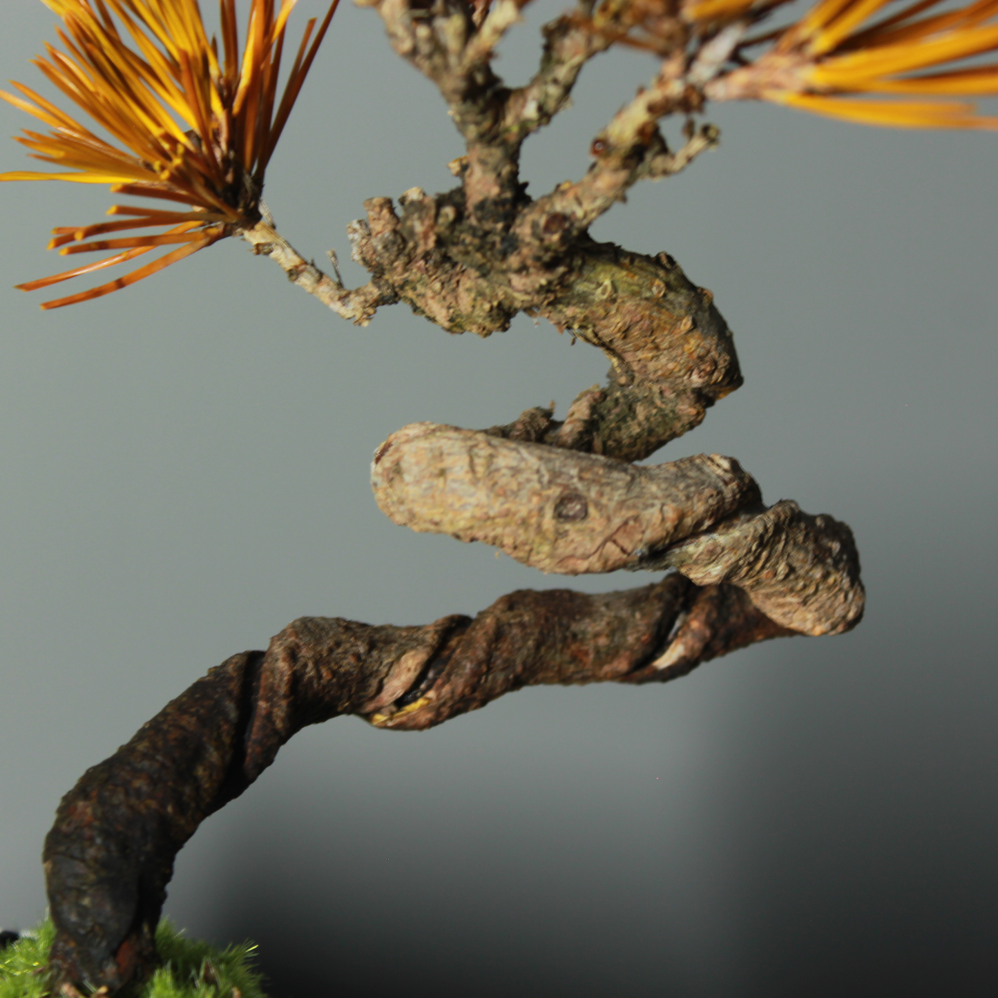 Tokocie BONSAI  黒松
