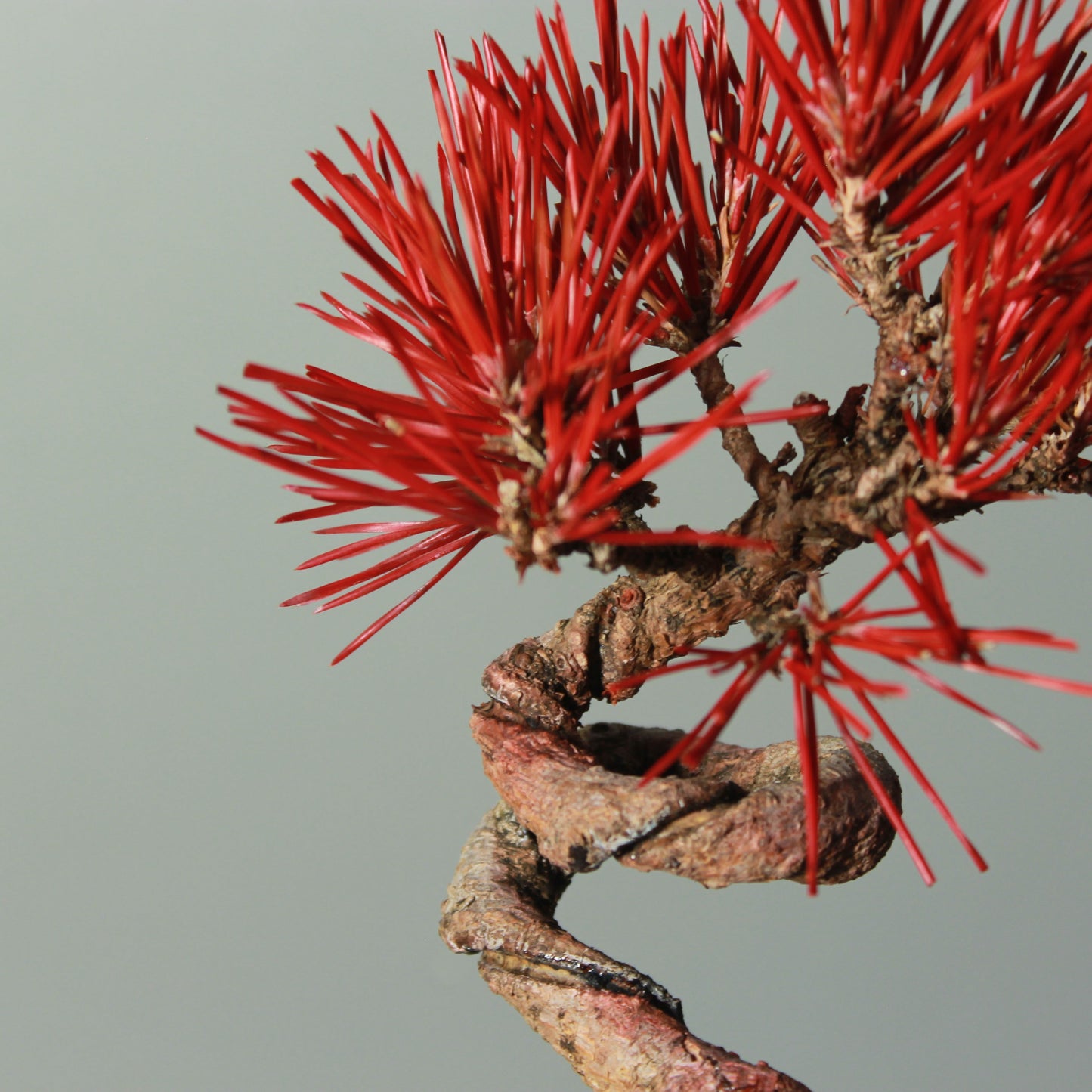 Tokocie BONSAI  黒松