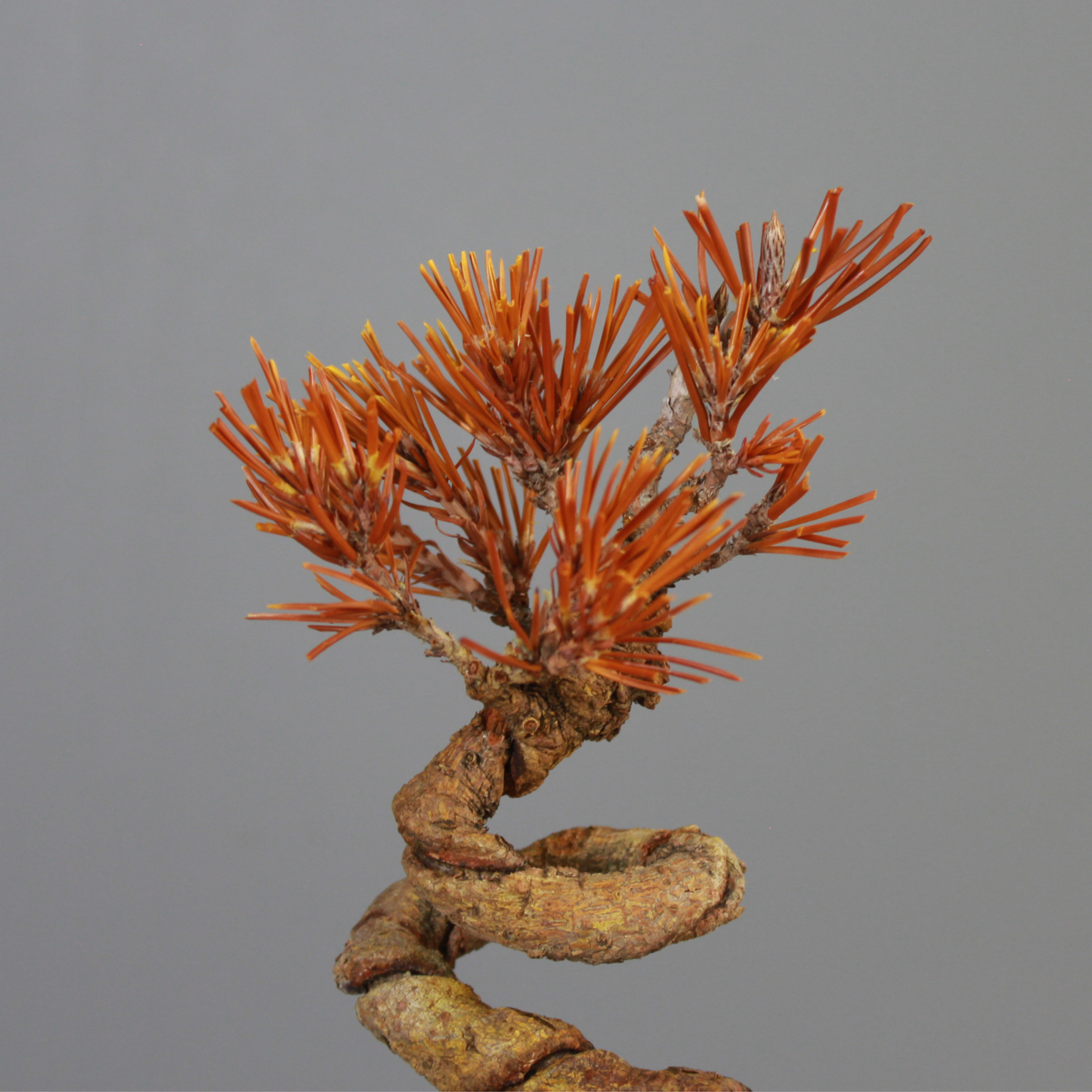 Tokocie BONSAI  黒松