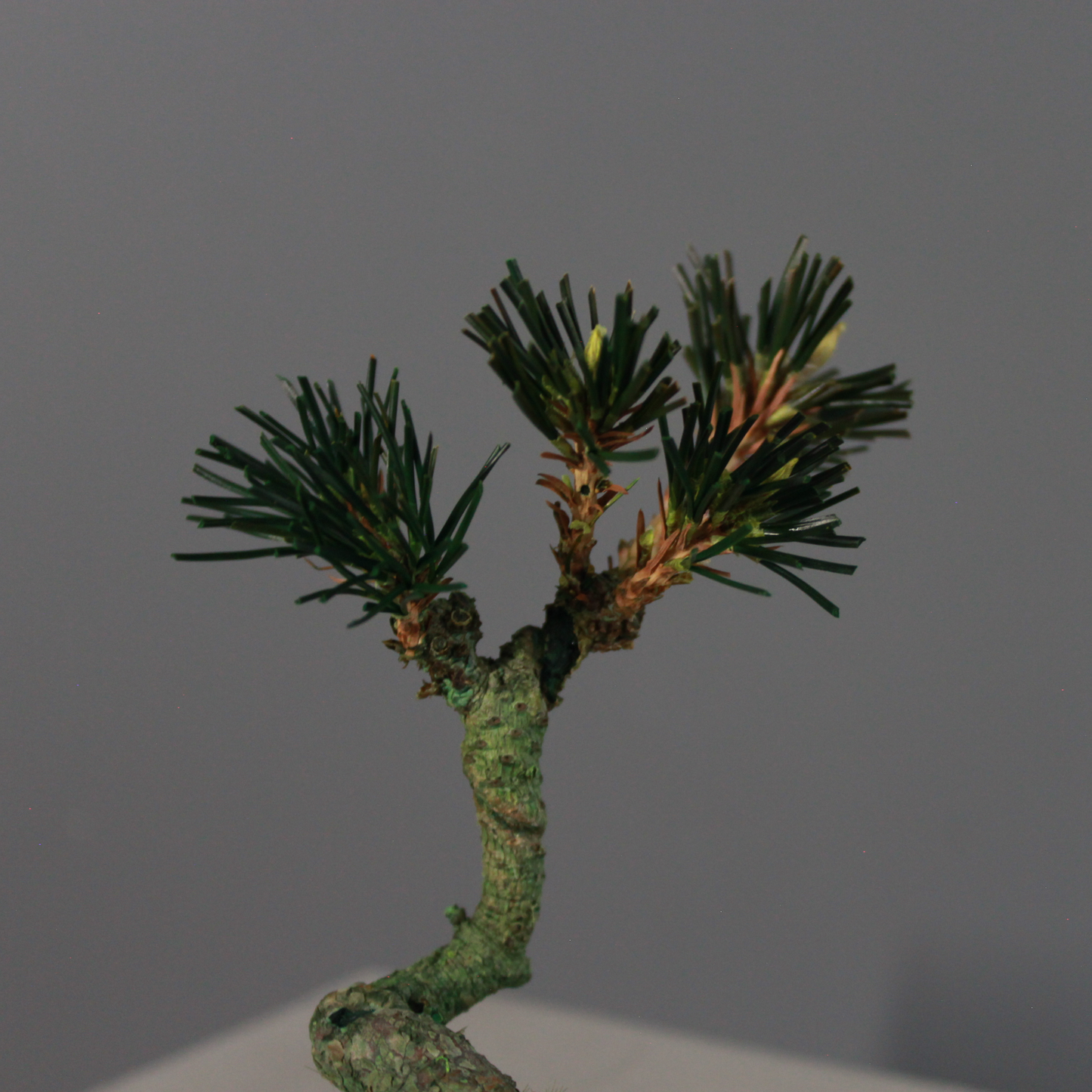 Tokocie BONSAI  黒松
