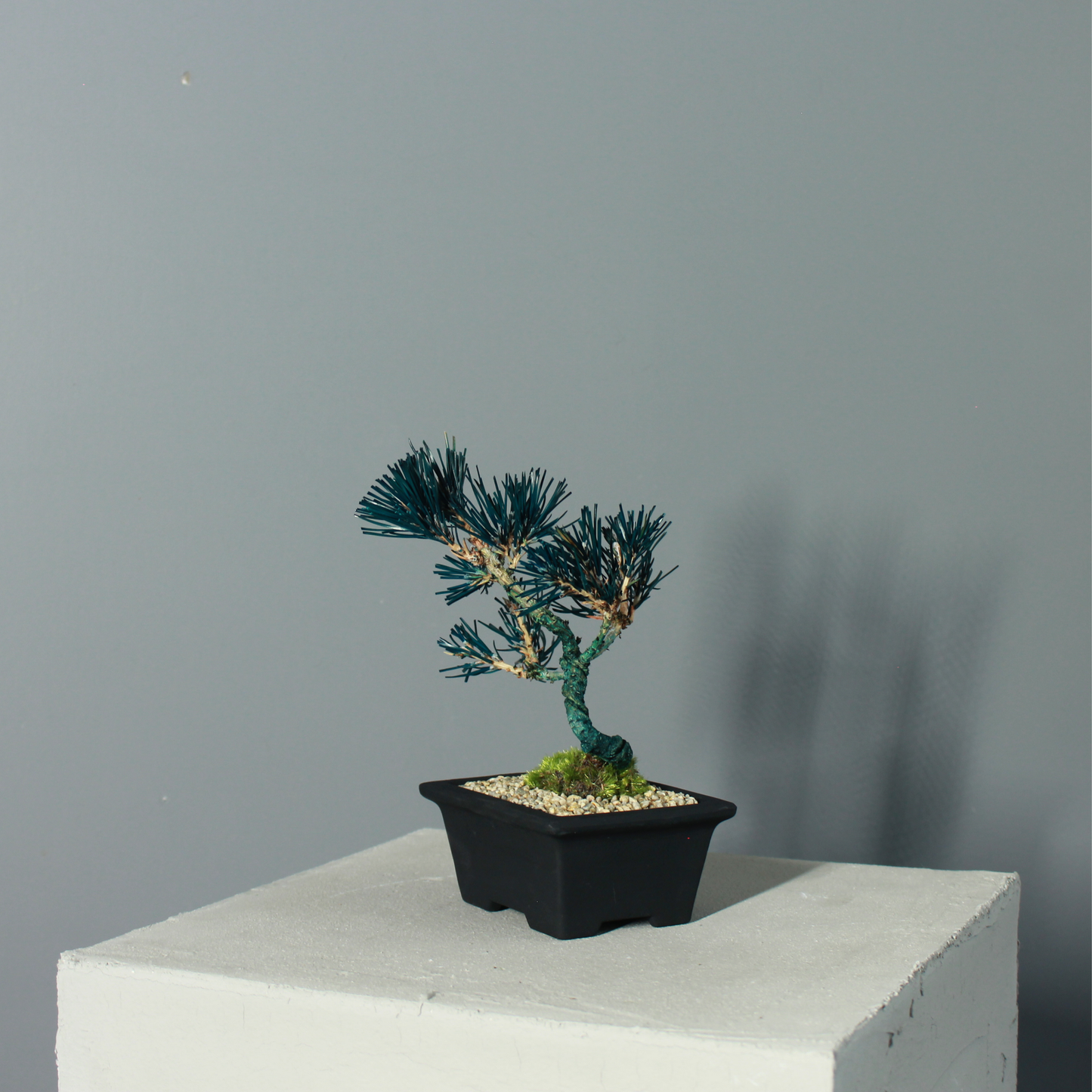 Tokocie BONSAI  黒松