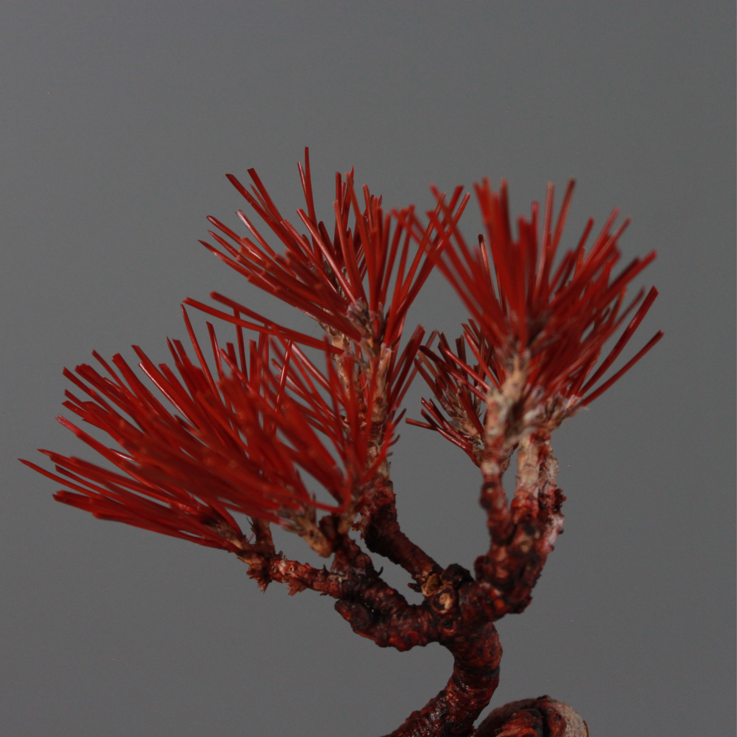 Tokocie BONSAI  黒松