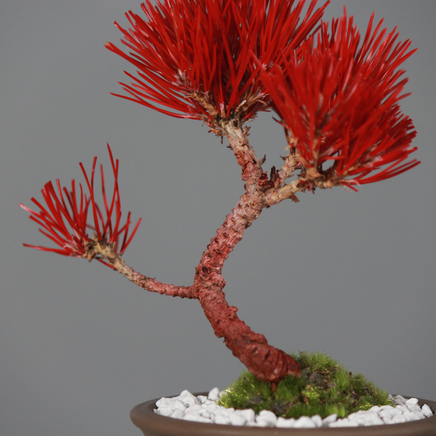 Tokocie BONSAI  黒松