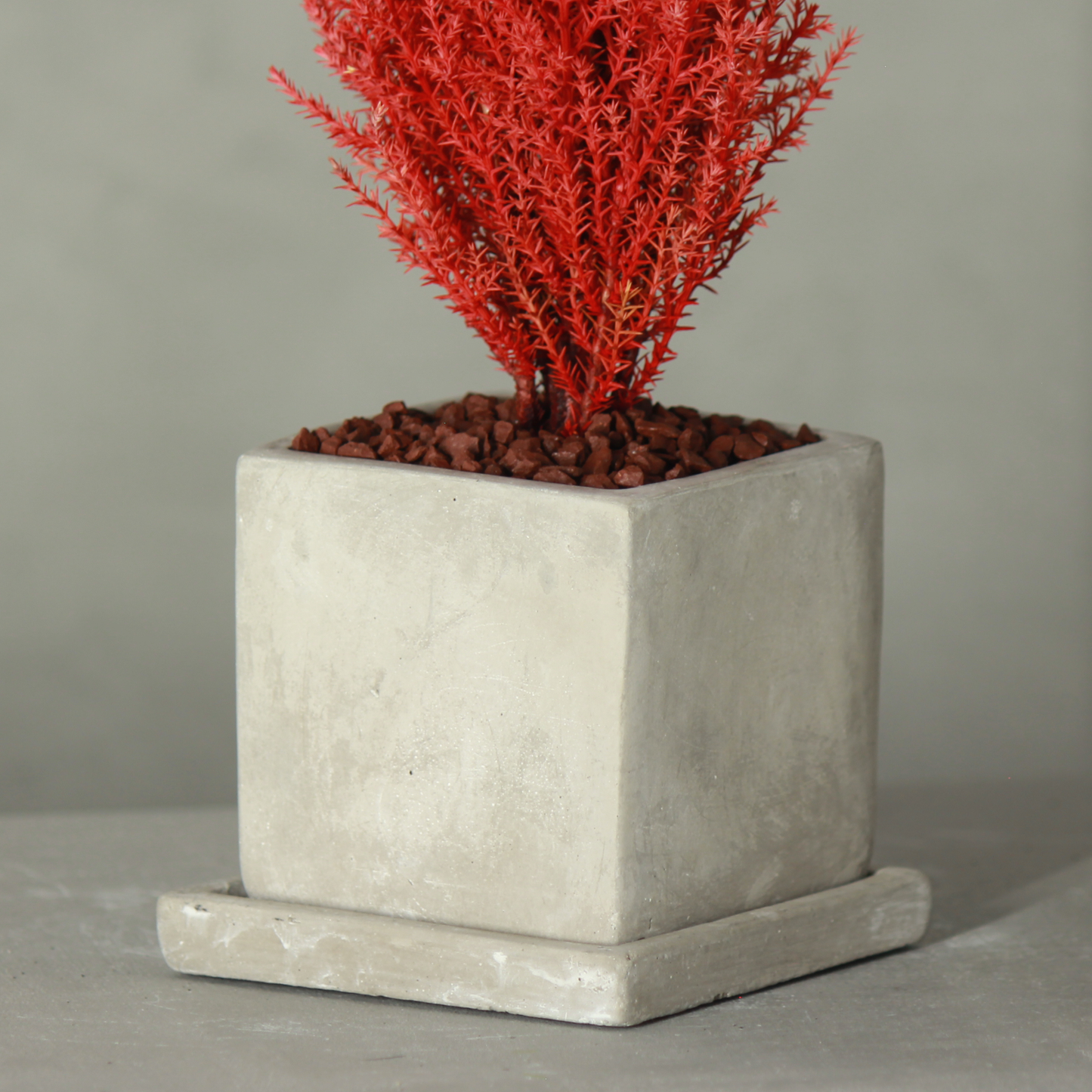 Desk tree ゴールドクレストM スクエア鉢