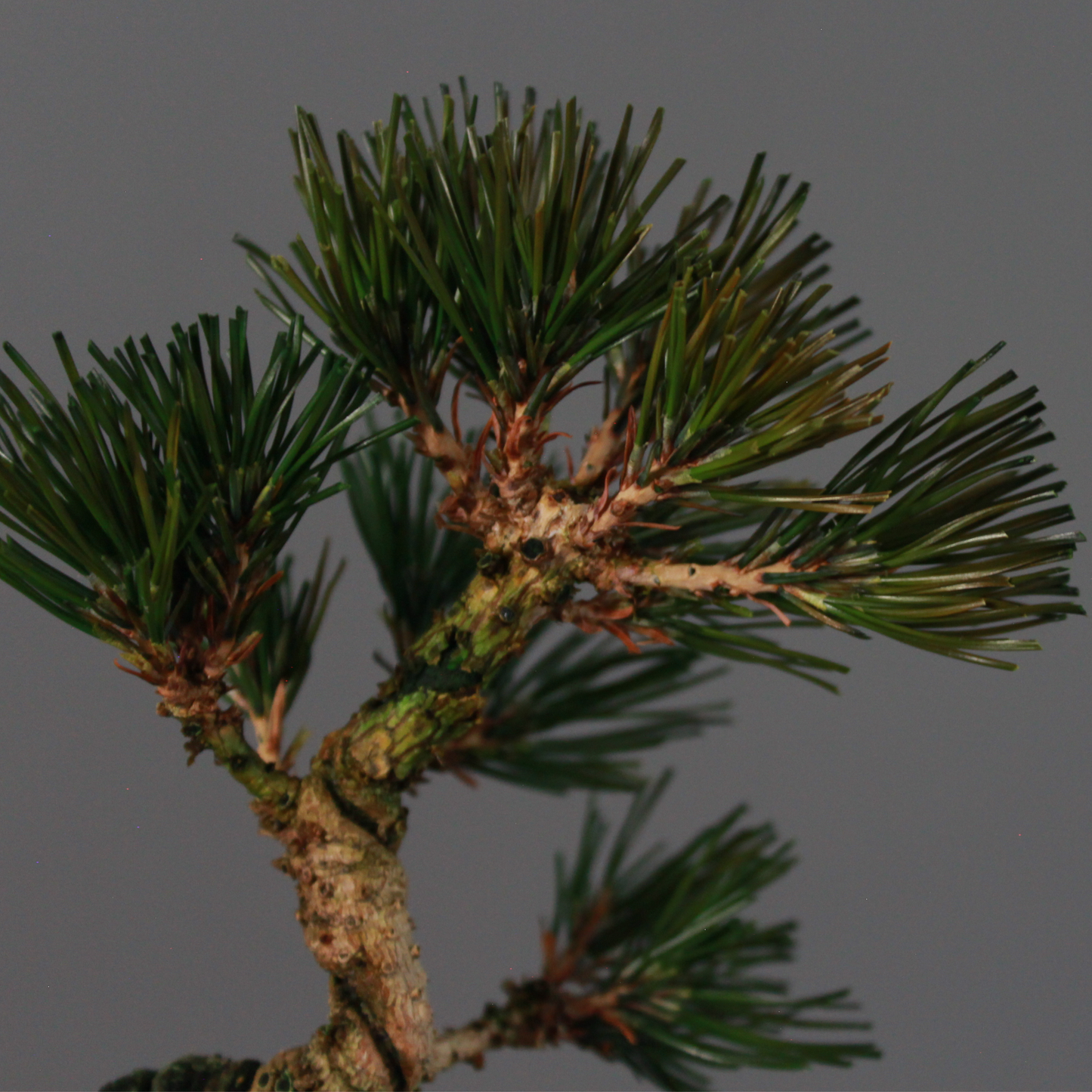 Tokocie BONSAI  黒松
