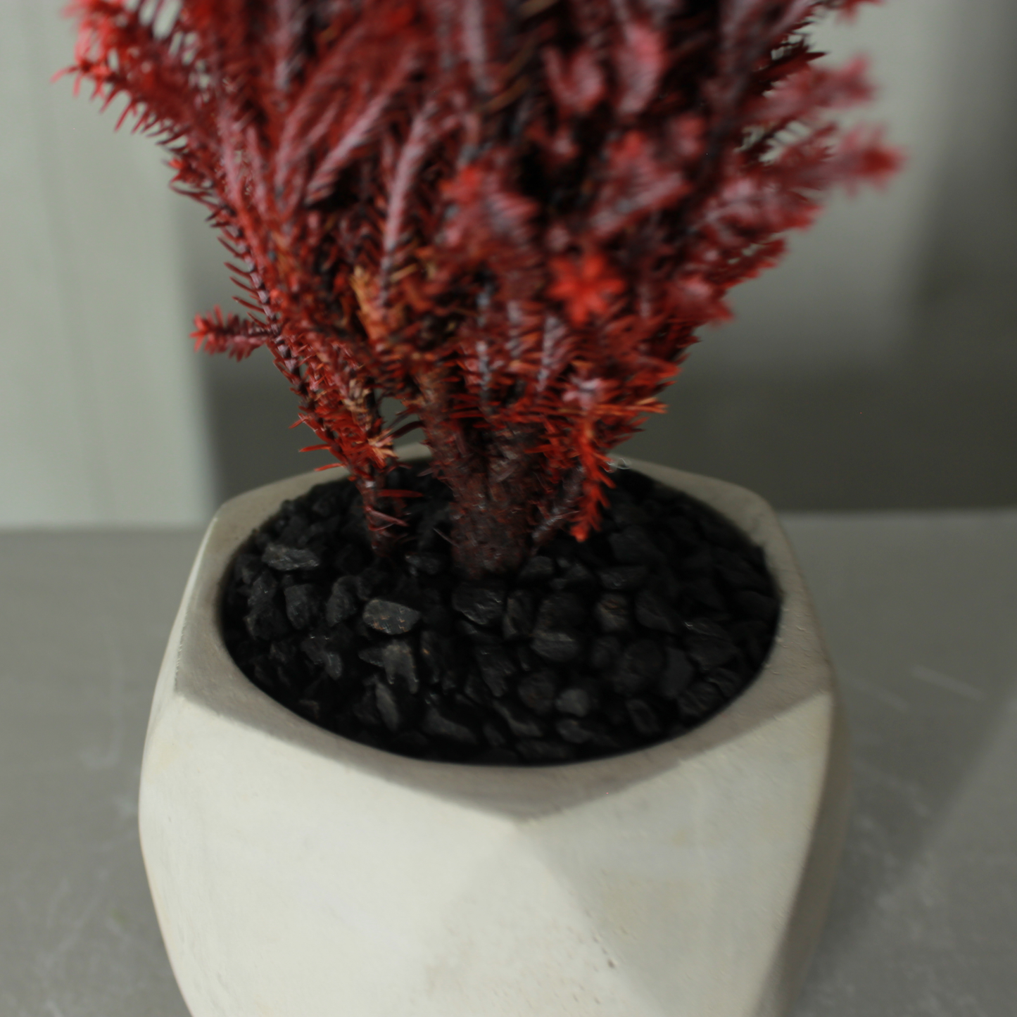 Conifer select シルバースター レッド