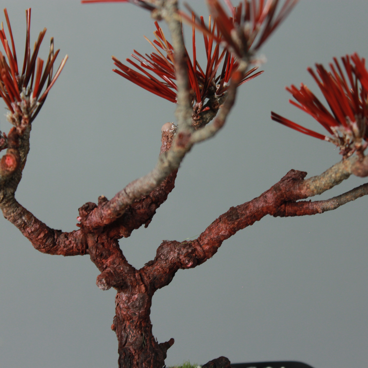 Tokocie BONSAI  黒松