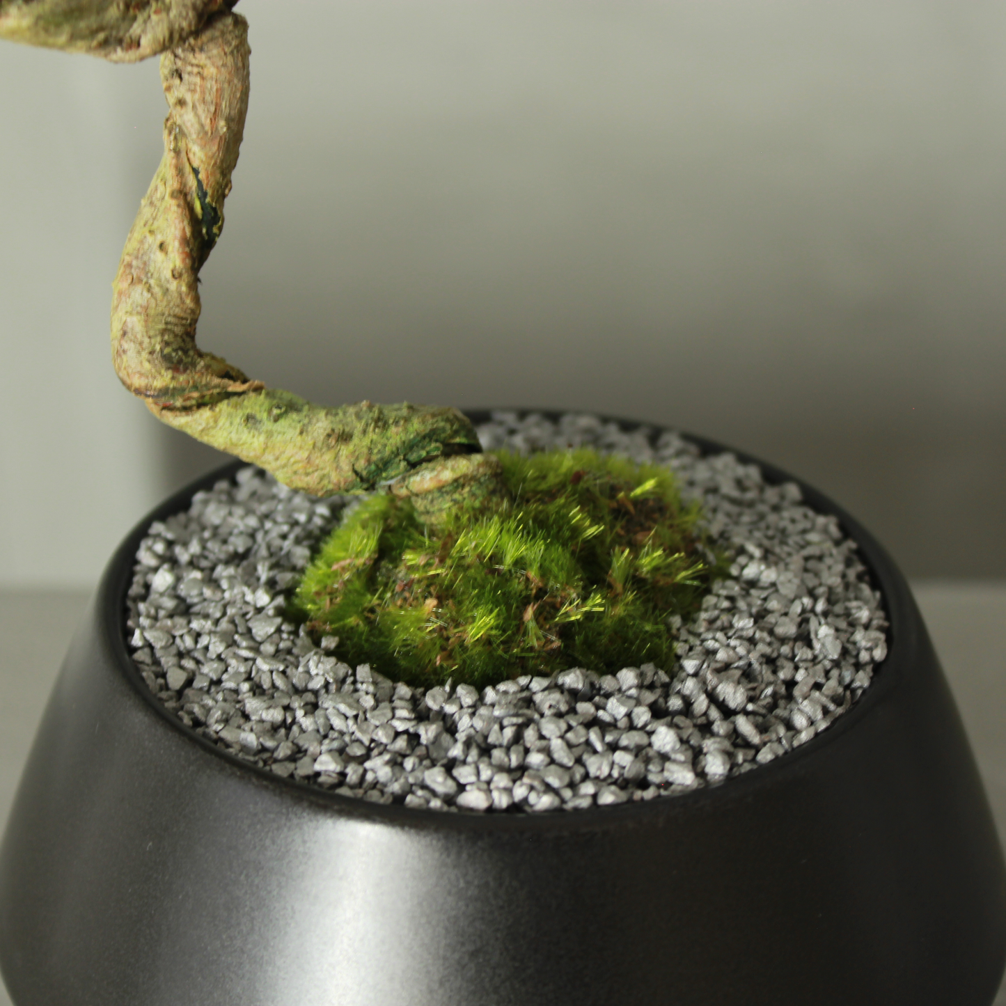 Tokocie BONSAI  黒松