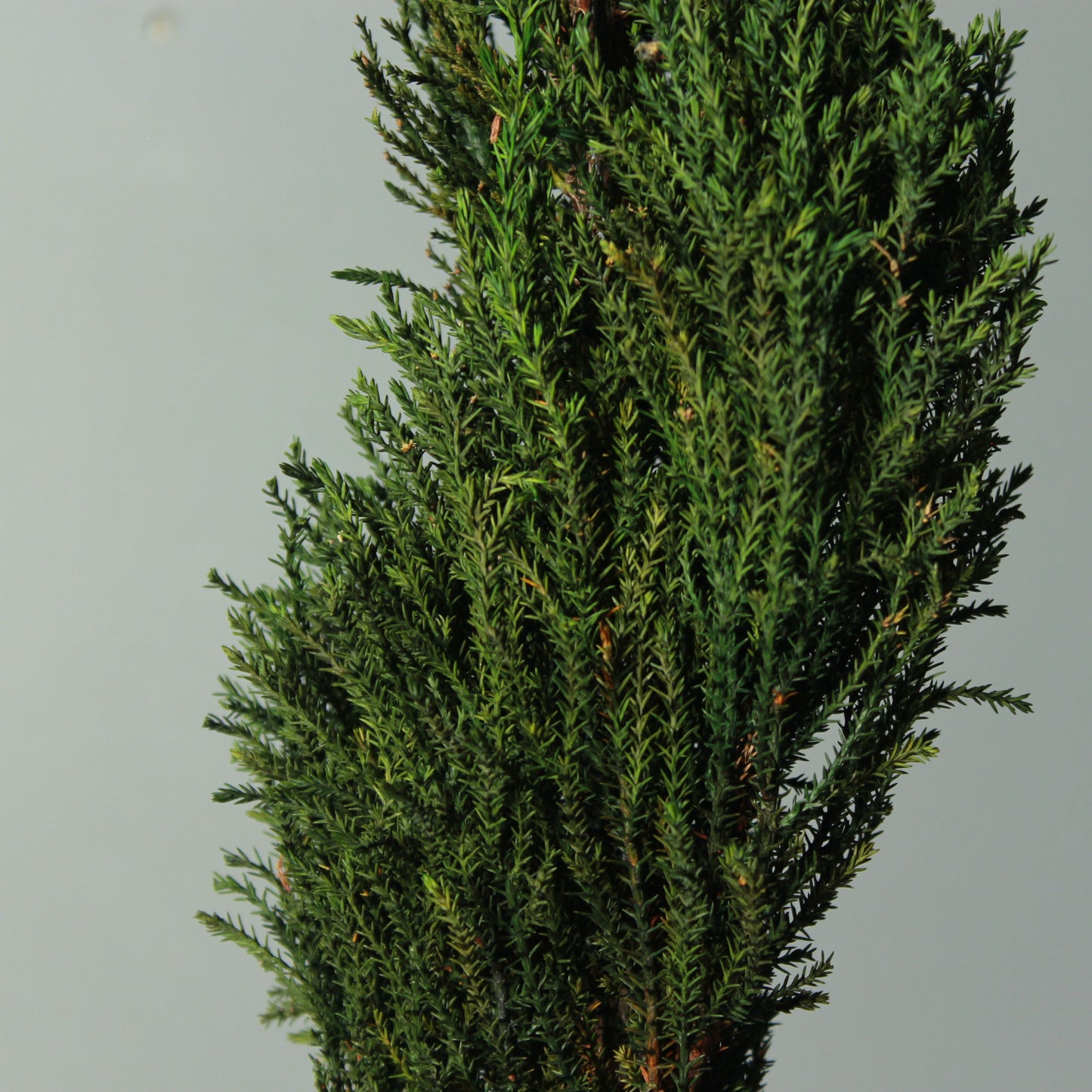 Conifer select  ゴールドクレスト トルネード グリーン