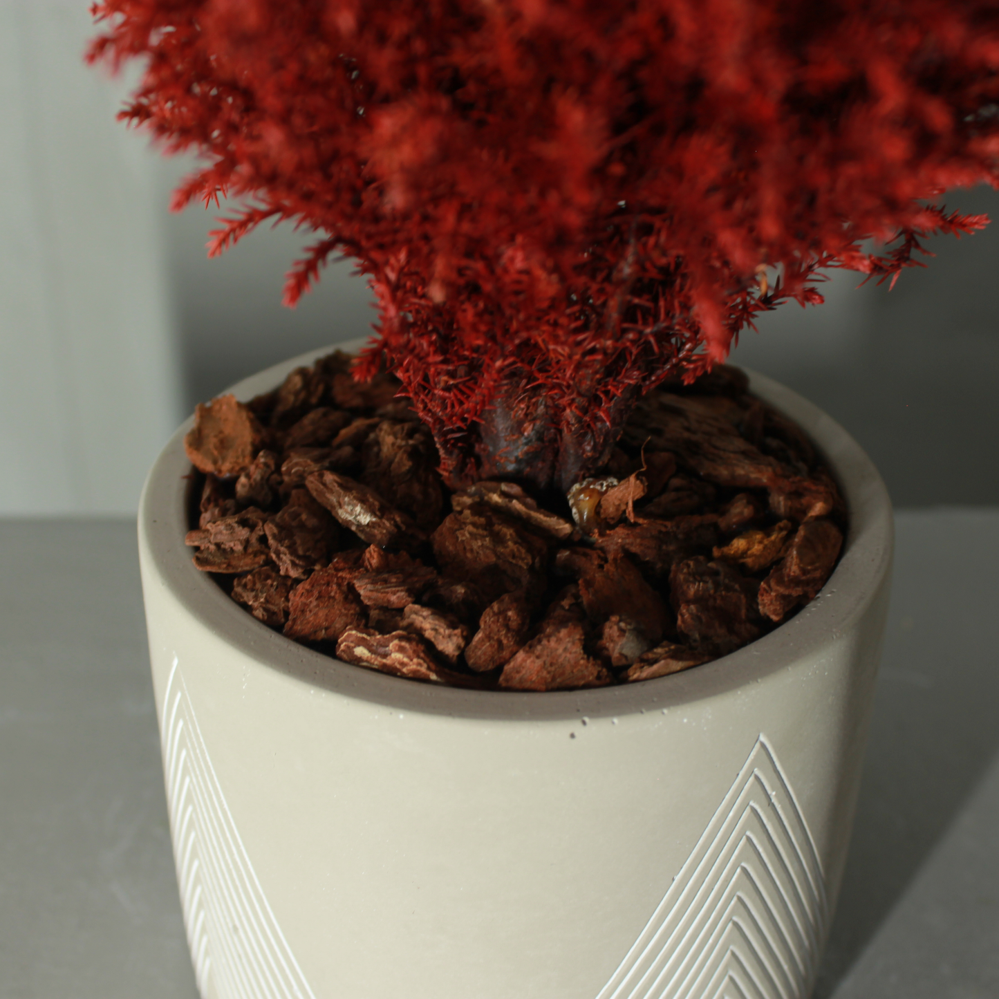 Conifer select ゴールドクレスト レッド