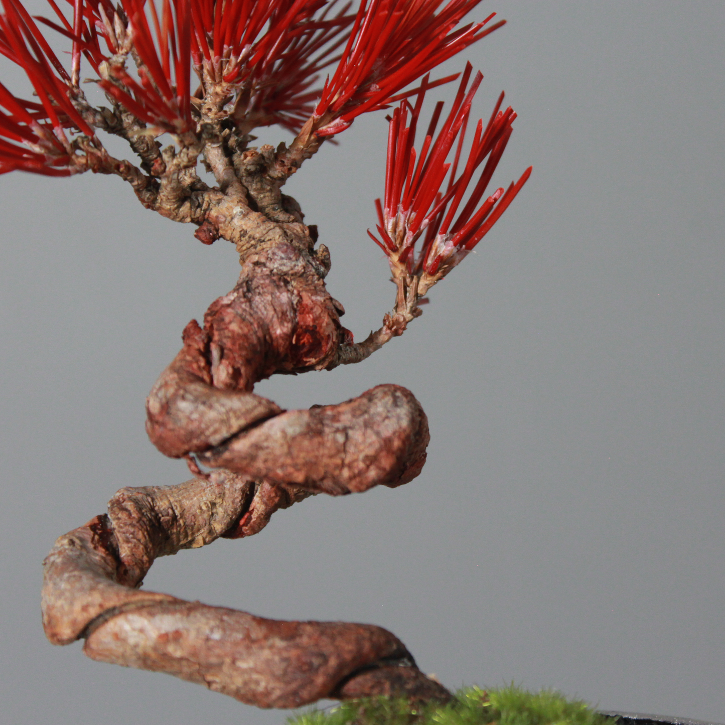 Tokocie BONSAI  黒松