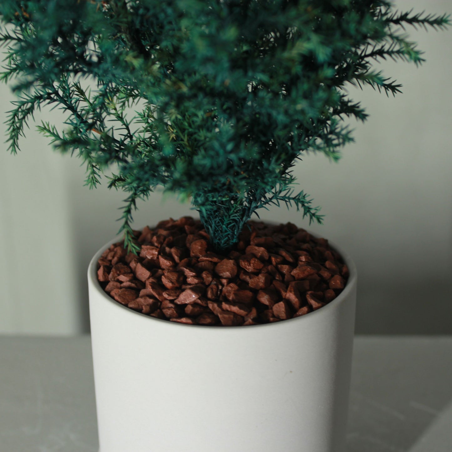 Conifer select ゴールドクレスト ブルー