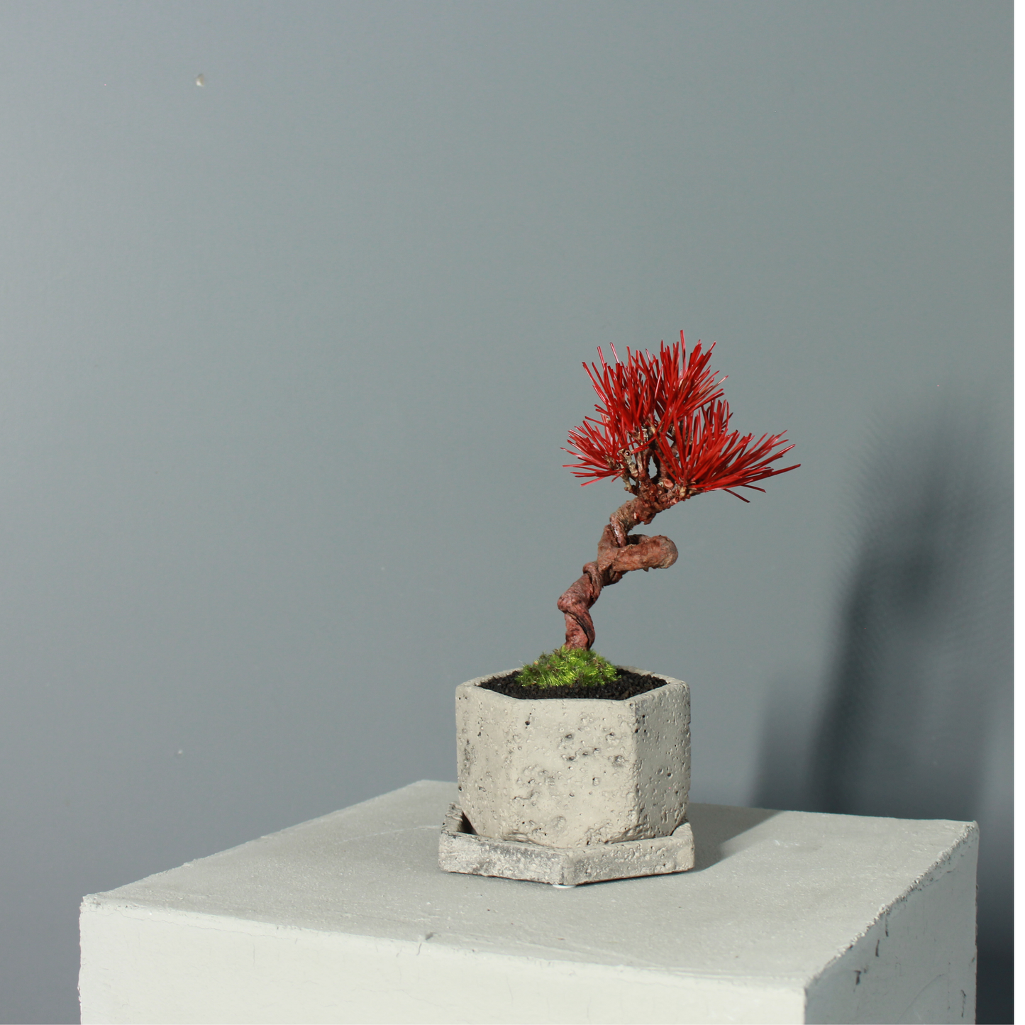 Tokocie BONSAI  黒松