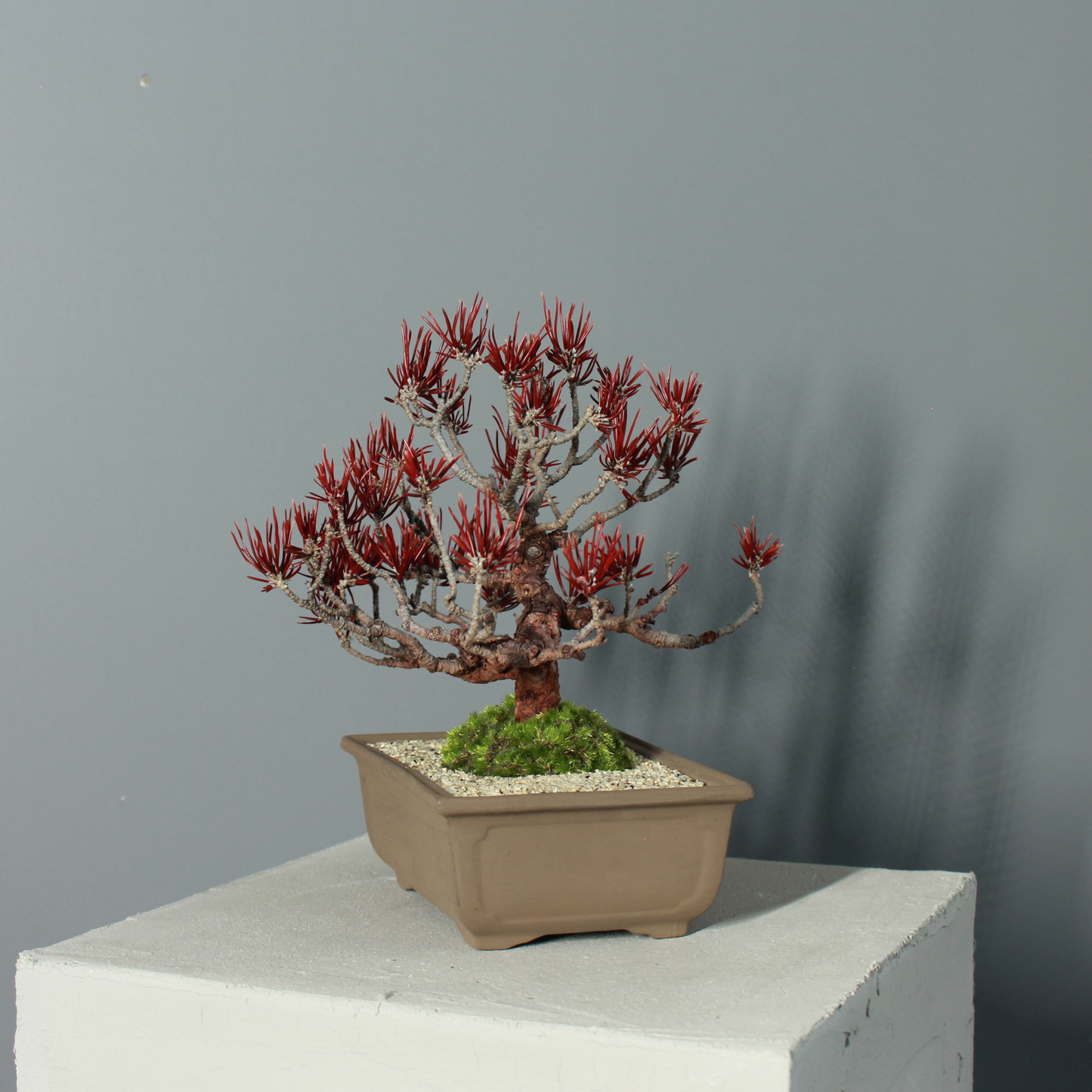 Tokocie BONSAI  黒松