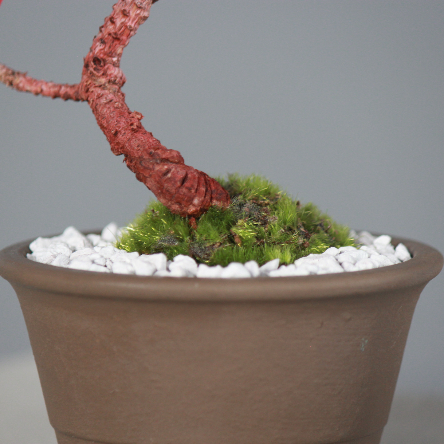 Tokocie BONSAI  黒松
